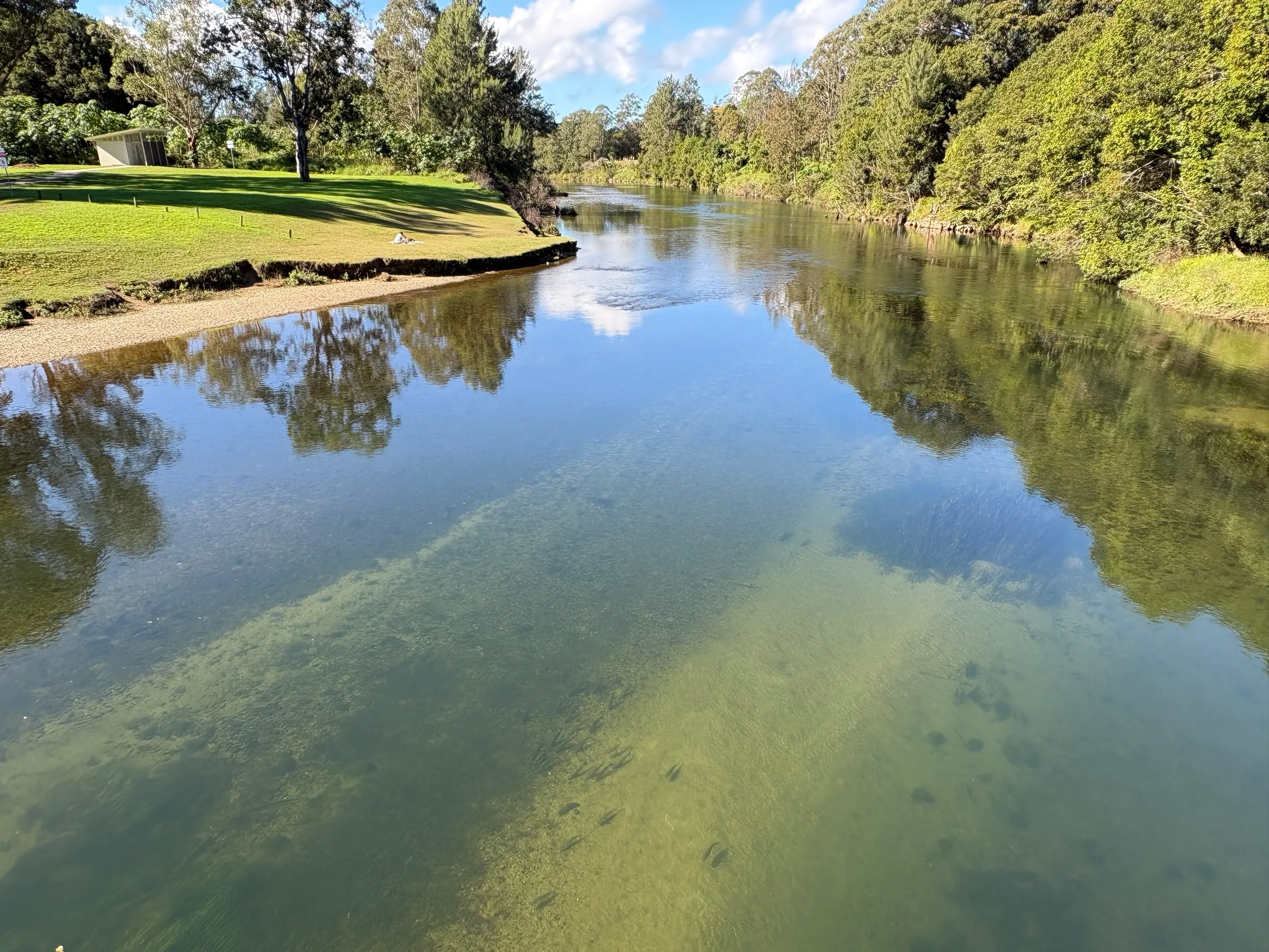 Clear shallow water and a grassy bank on the Bellinger River at Bellingen