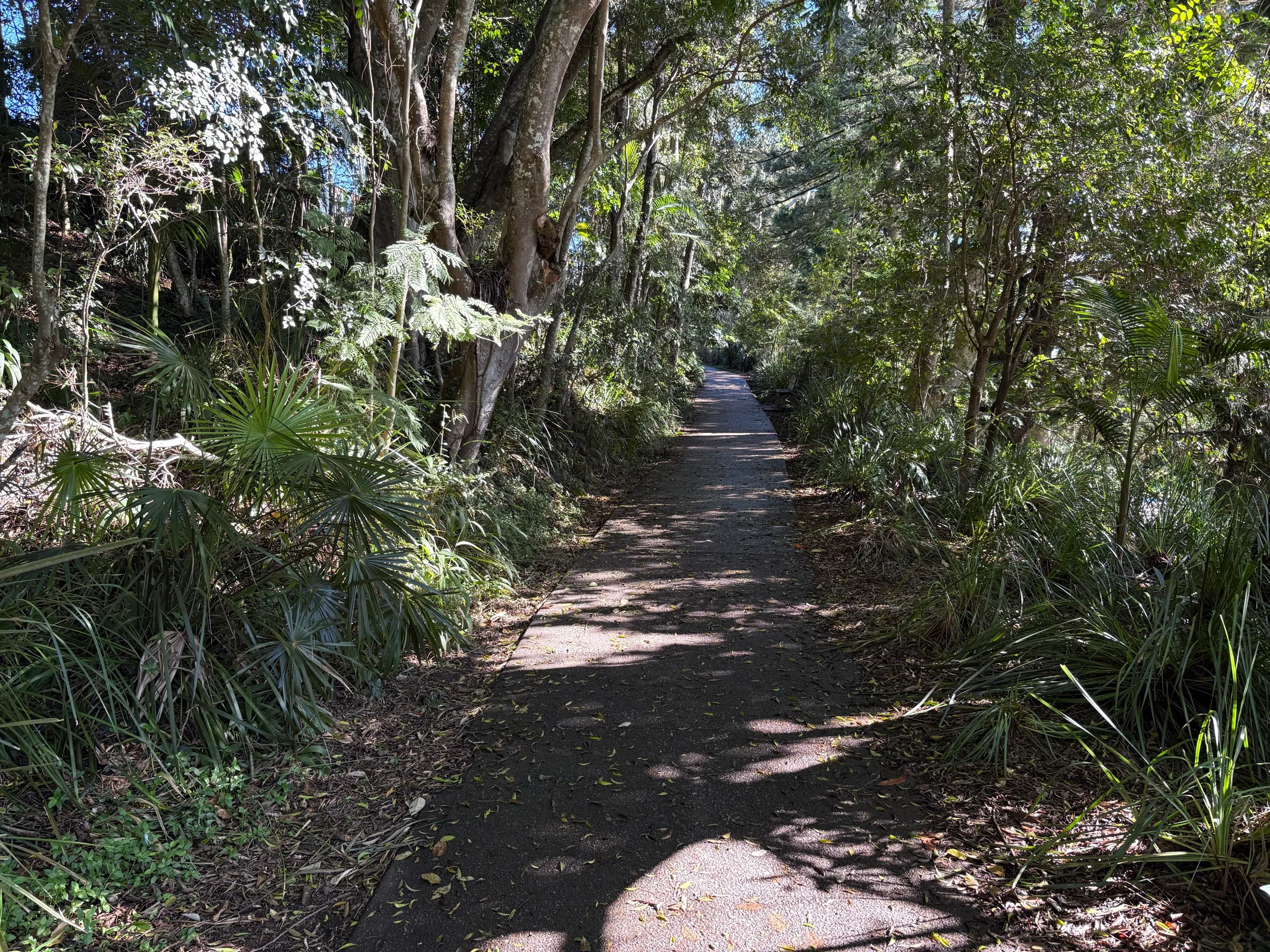 A shaded walking path through trees and palms near Bellingen