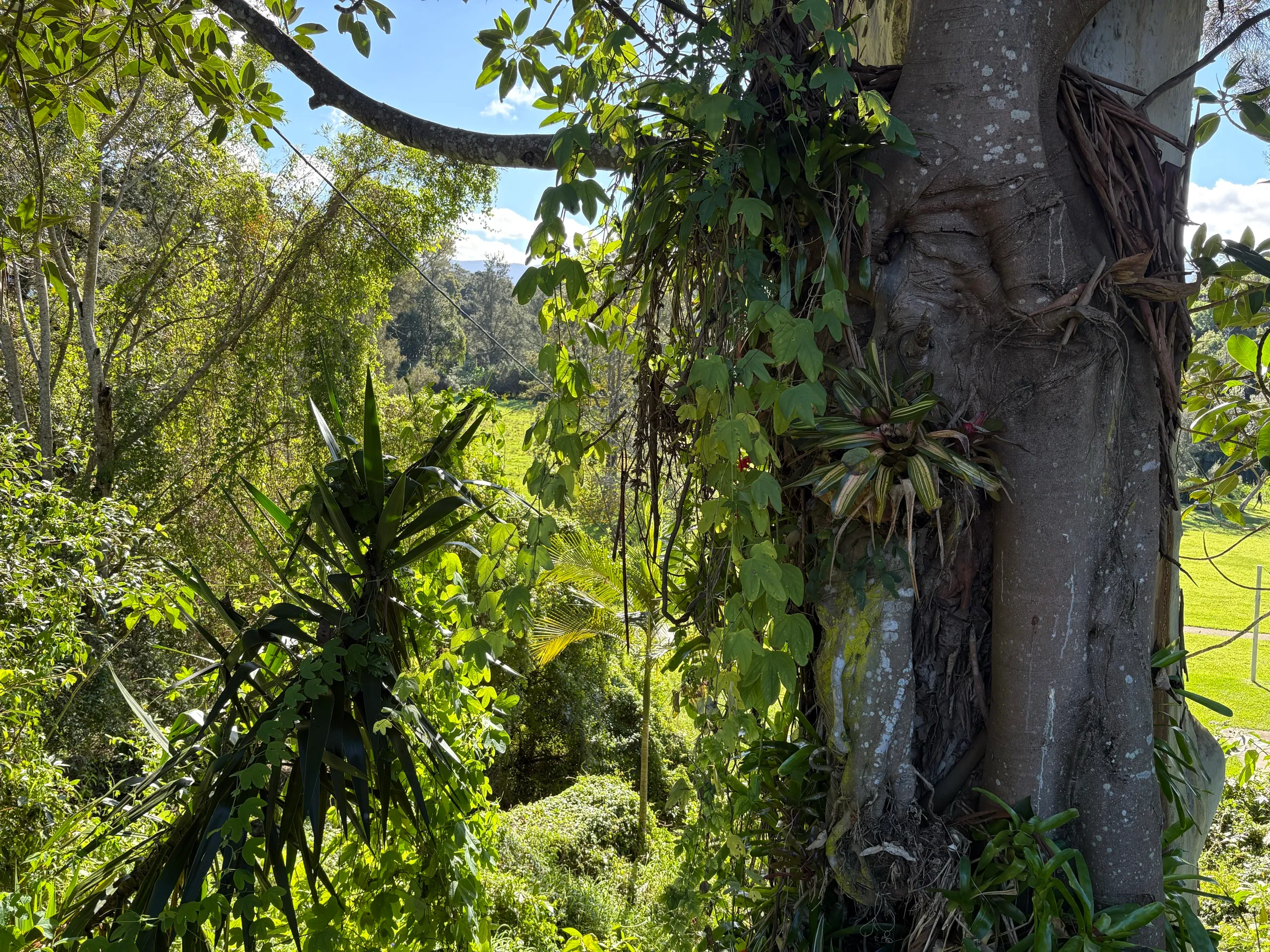 A large fig tree above the green farmland of the Bellingen valley