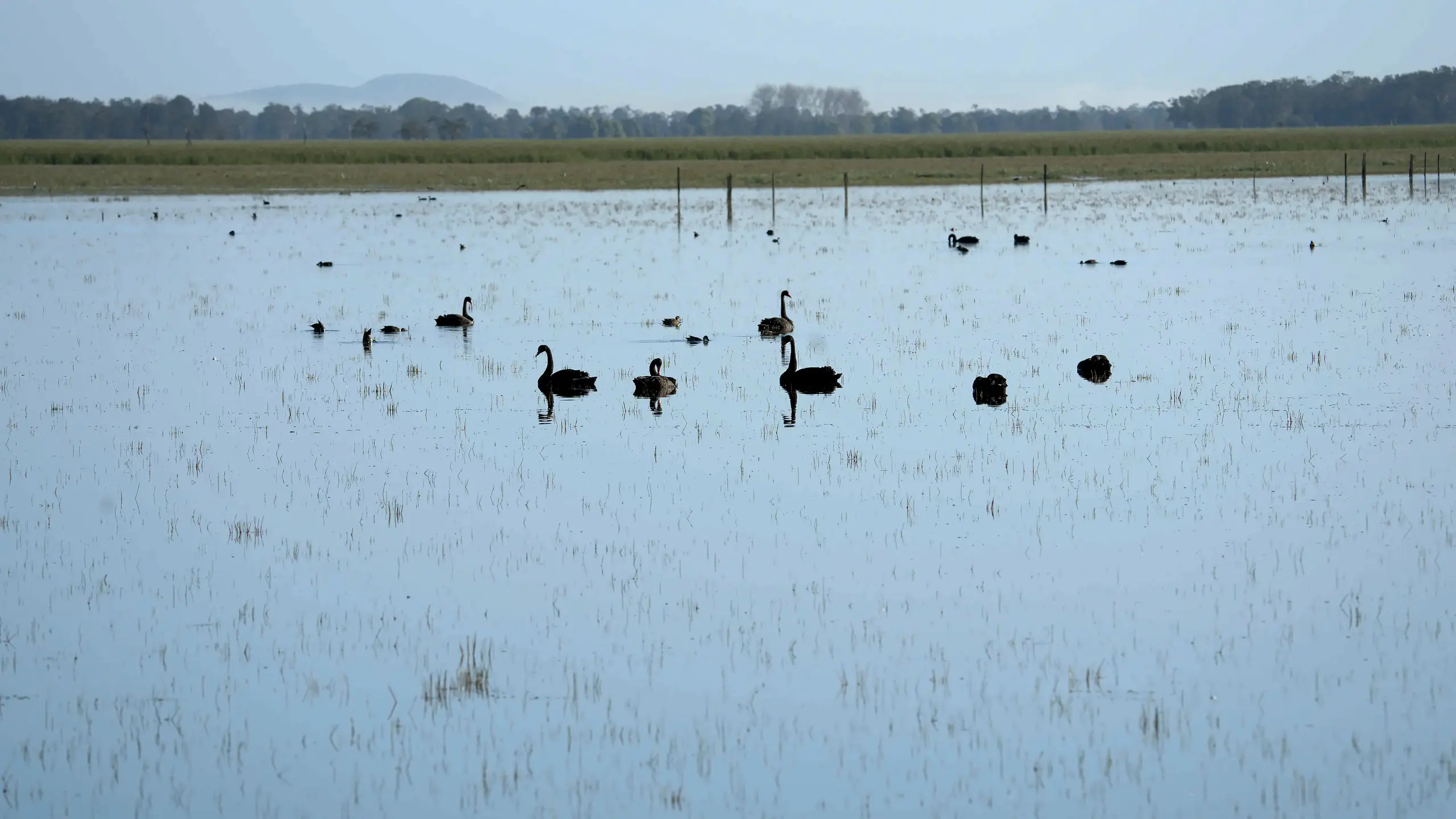 Black swans and ducks spread across the flooded paddocks of Belmore Swamp in the early morning, with fence posts standing in the water and hazy hills behind