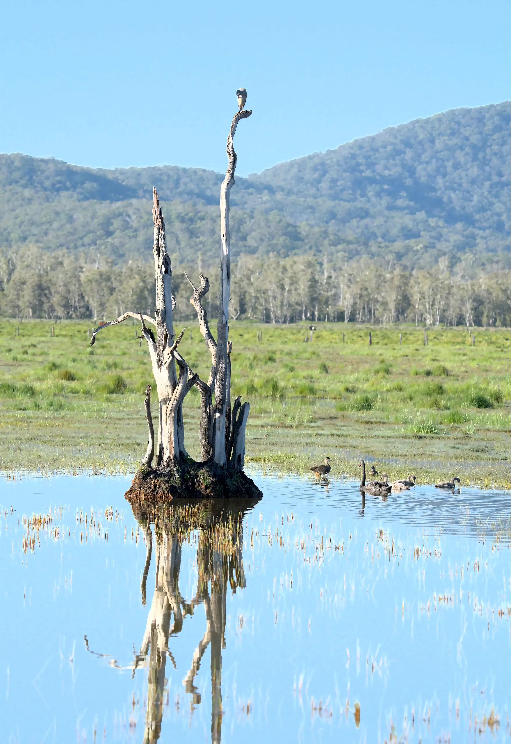 A dead tree standing on a grassy mound in still water at Belmore Swamp, perfectly reflected, with paperbark forest and forested ranges behind