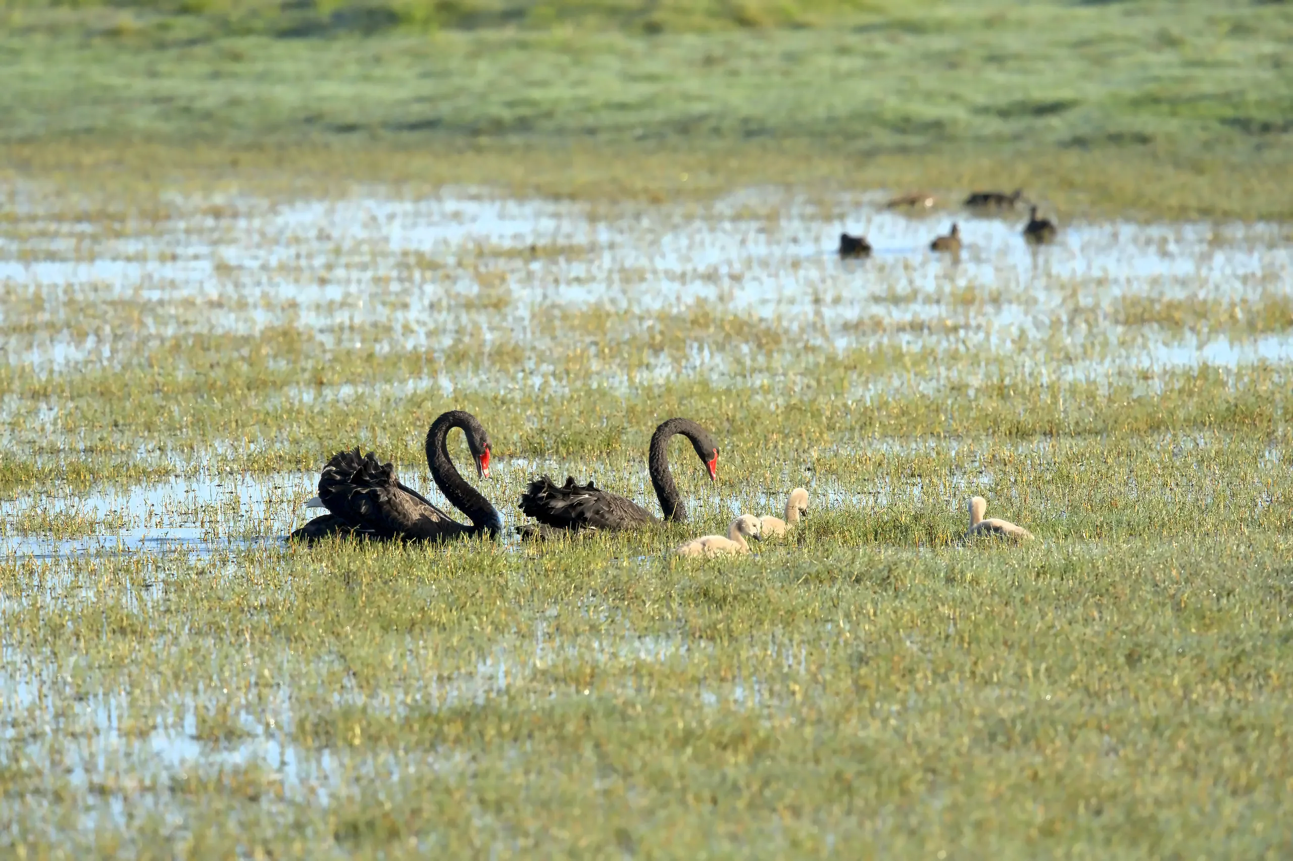 Two adult black swans with bright red bills feeding on flooded grass, with pale grey cygnets beside them