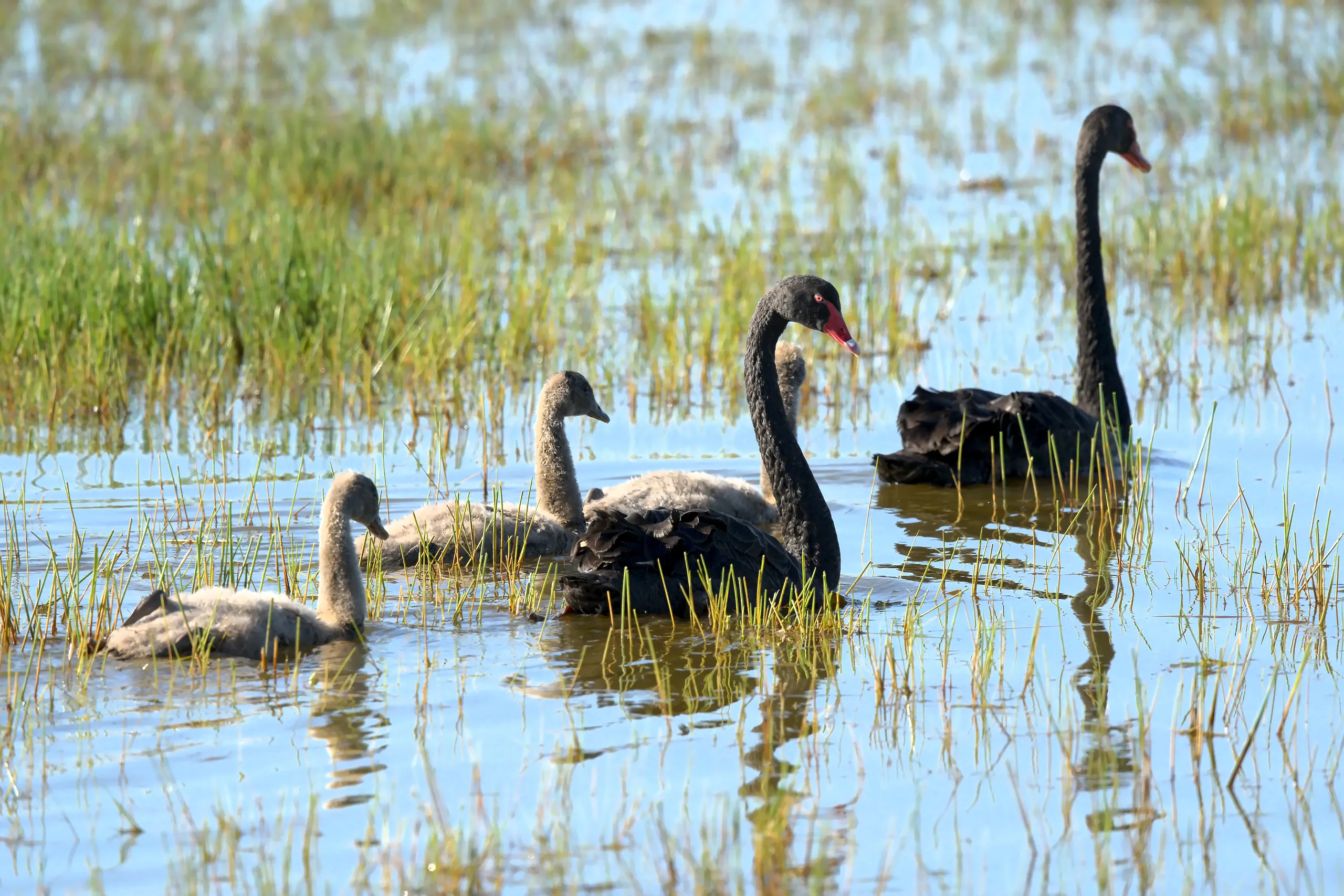 A black swan family swimming through reeds, two adults and three grey cygnets