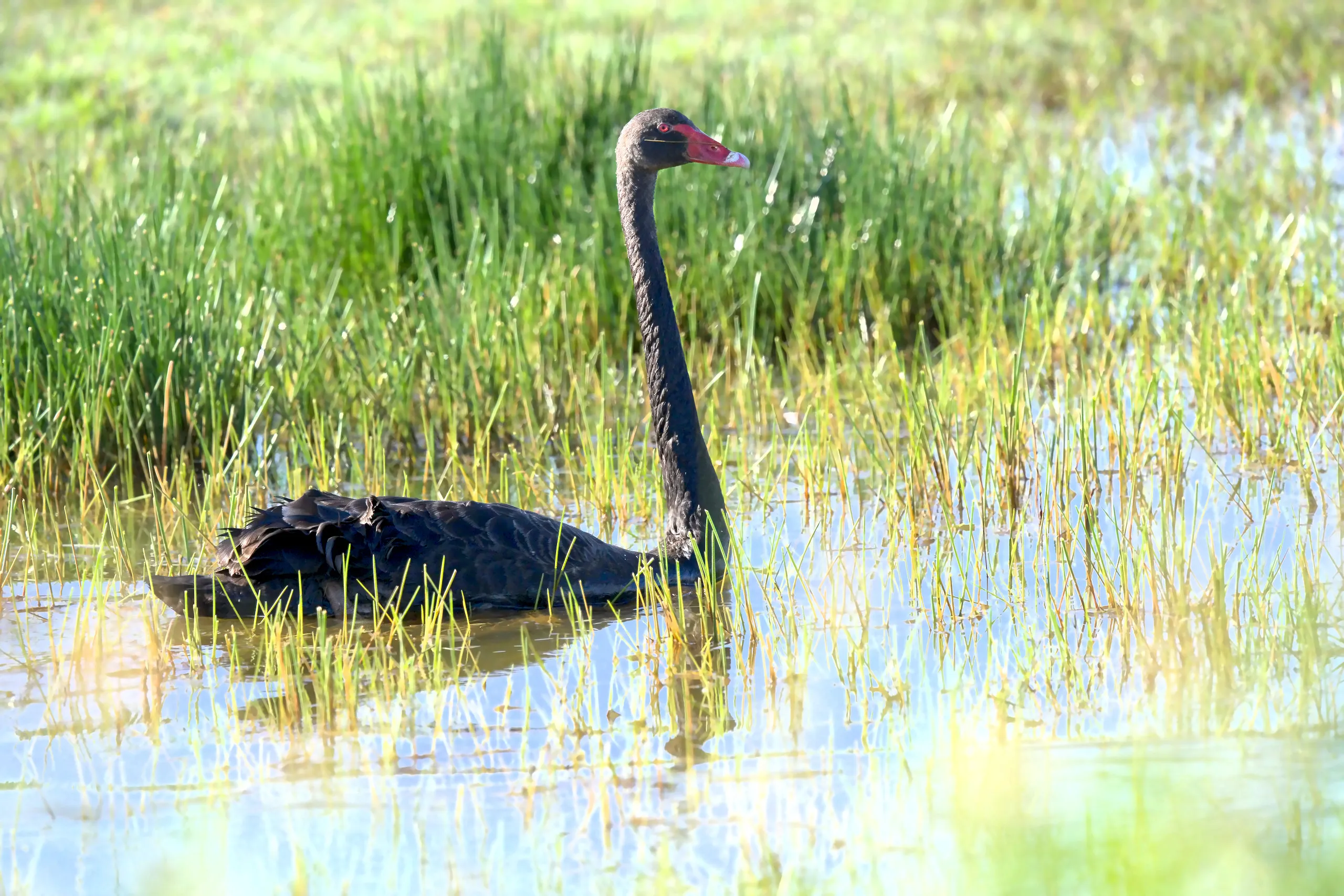 A single black swan swimming through green rushes at Belmore Swamp