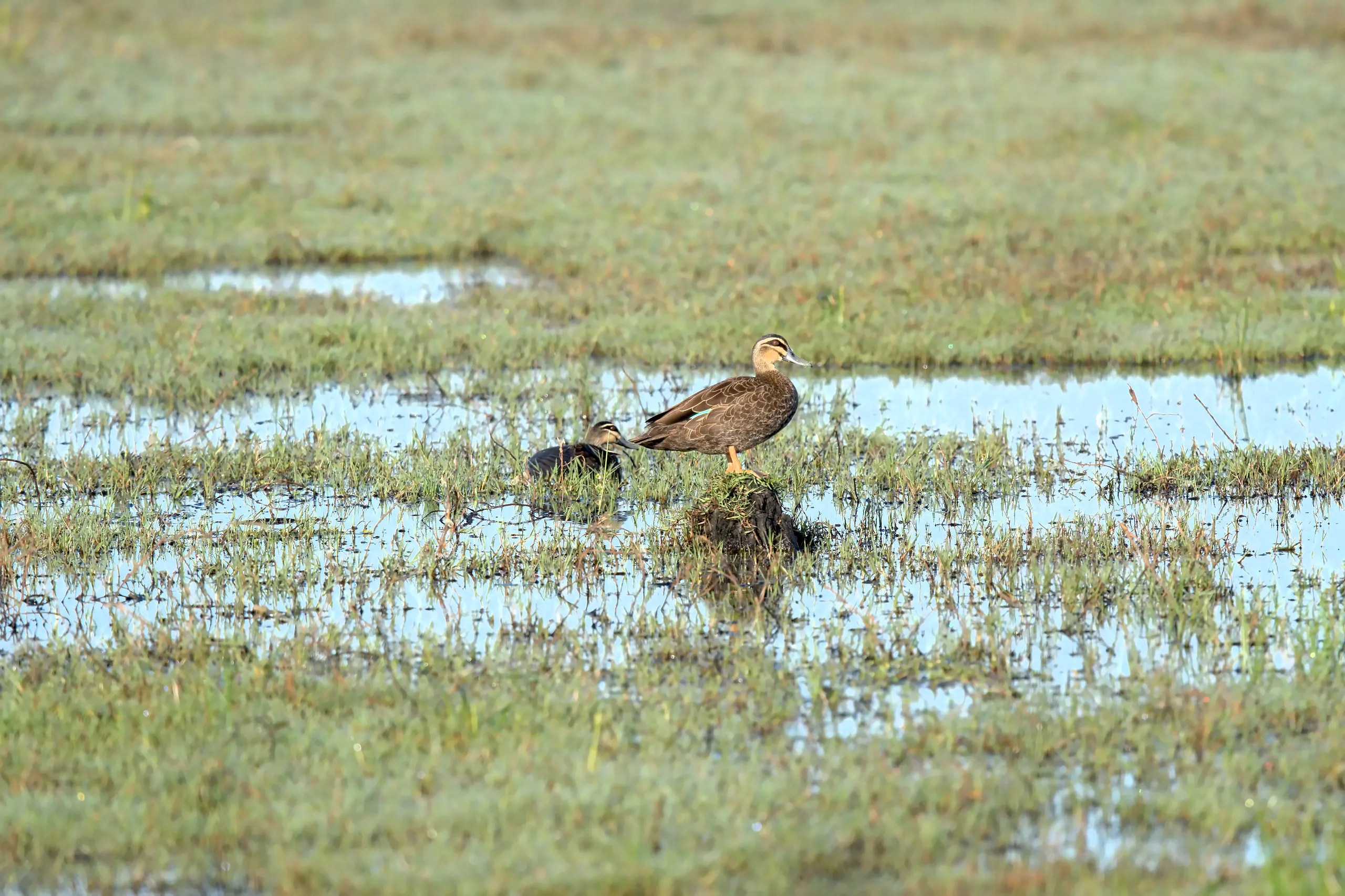 A Pacific black duck standing on a grass tussock in shallow water, with a second duck tucked in beside it