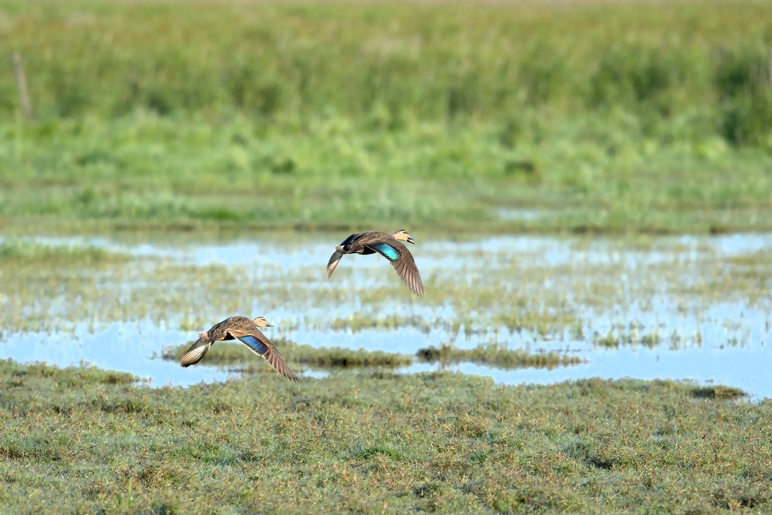 Two Pacific black ducks flying low over the marsh with bright blue wing patches showing