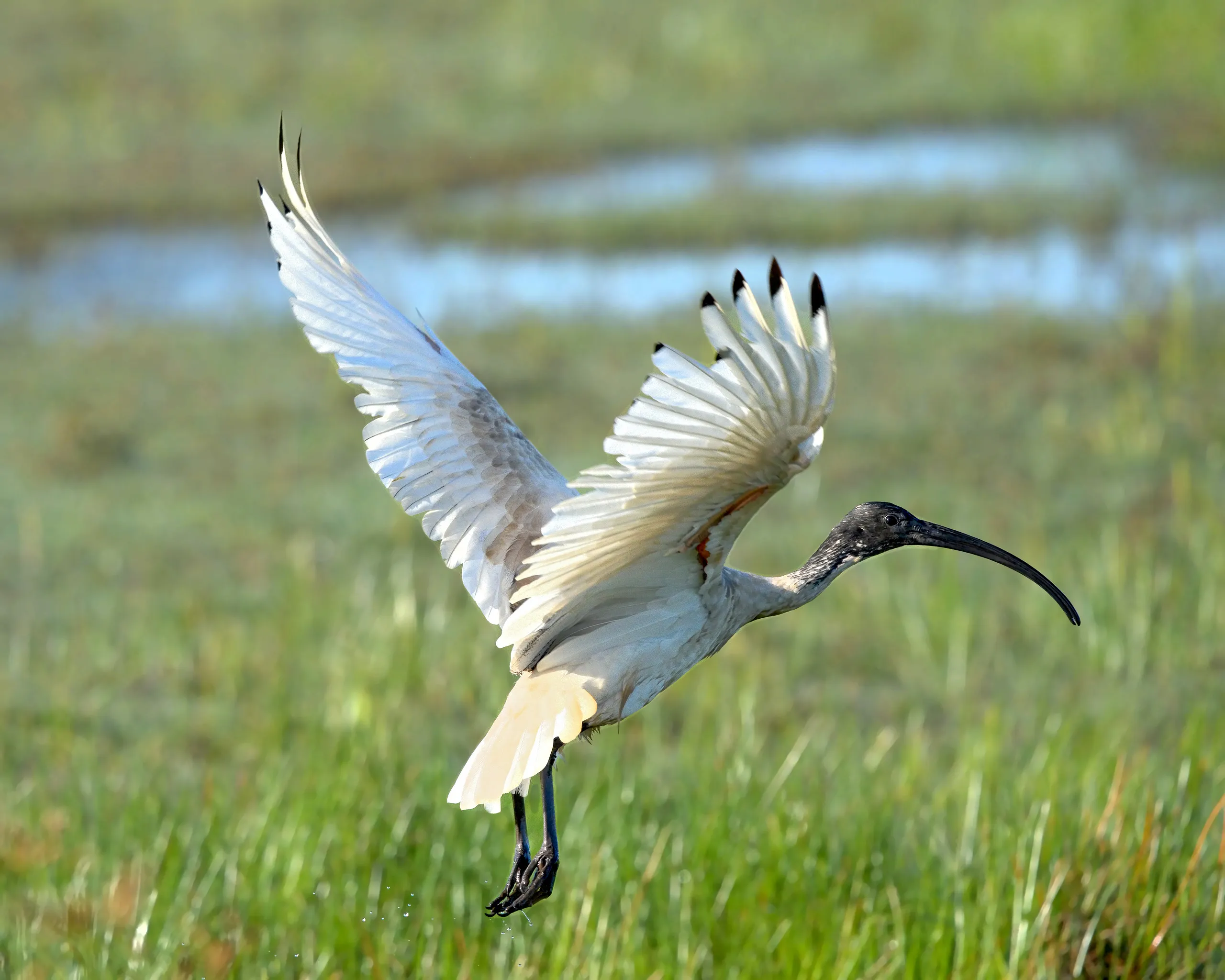 An Australian white ibis landing with wings fully spread above green marsh grass
