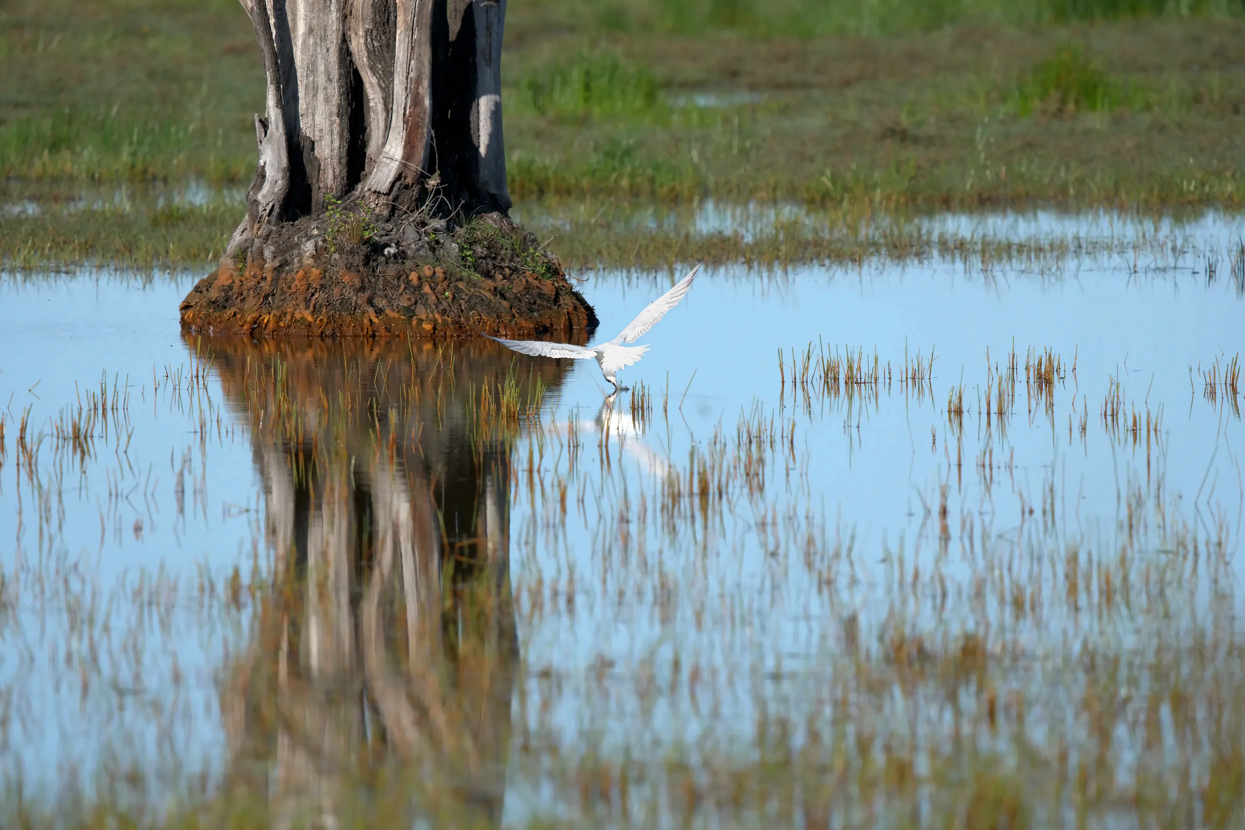 A white tern skimming the water surface beside a dead tree stump, with its reflection in the water below