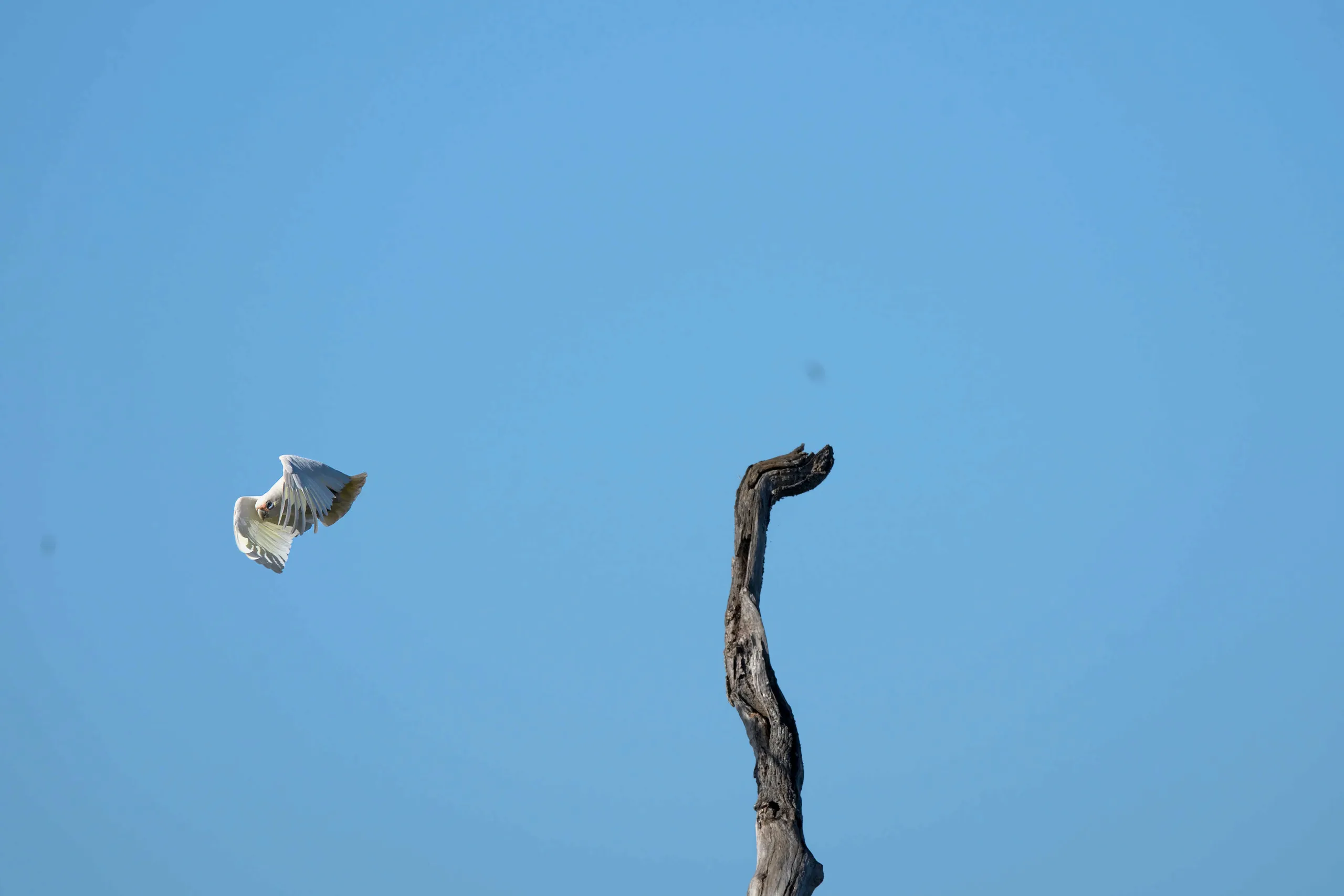 A little corella in flight against a clear blue sky, passing a bare dead tree limb