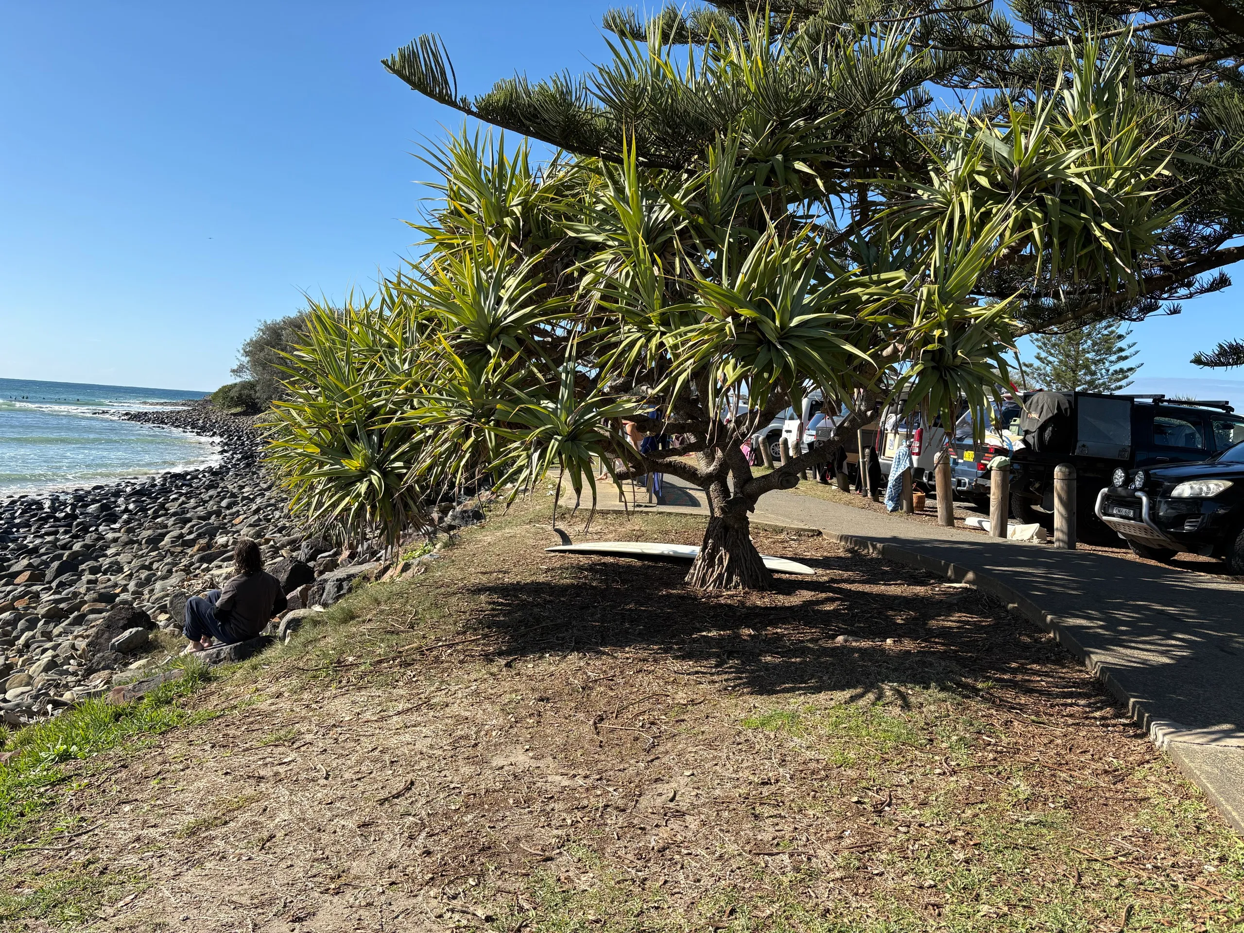 Pandanus, surfboards and the foreshore path by the point at Crescent Head