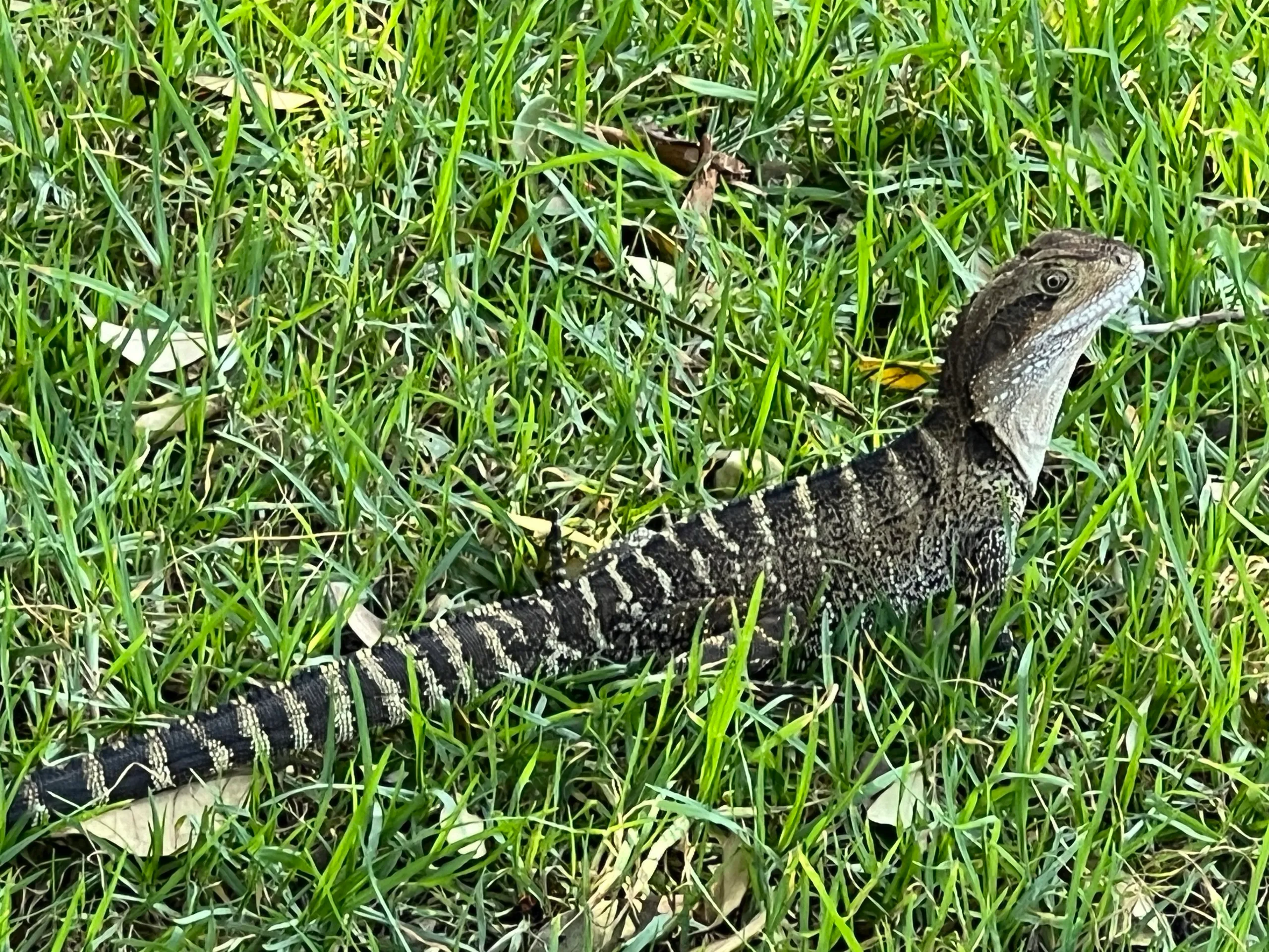 Eastern water dragon resting on the grass at Hat Head