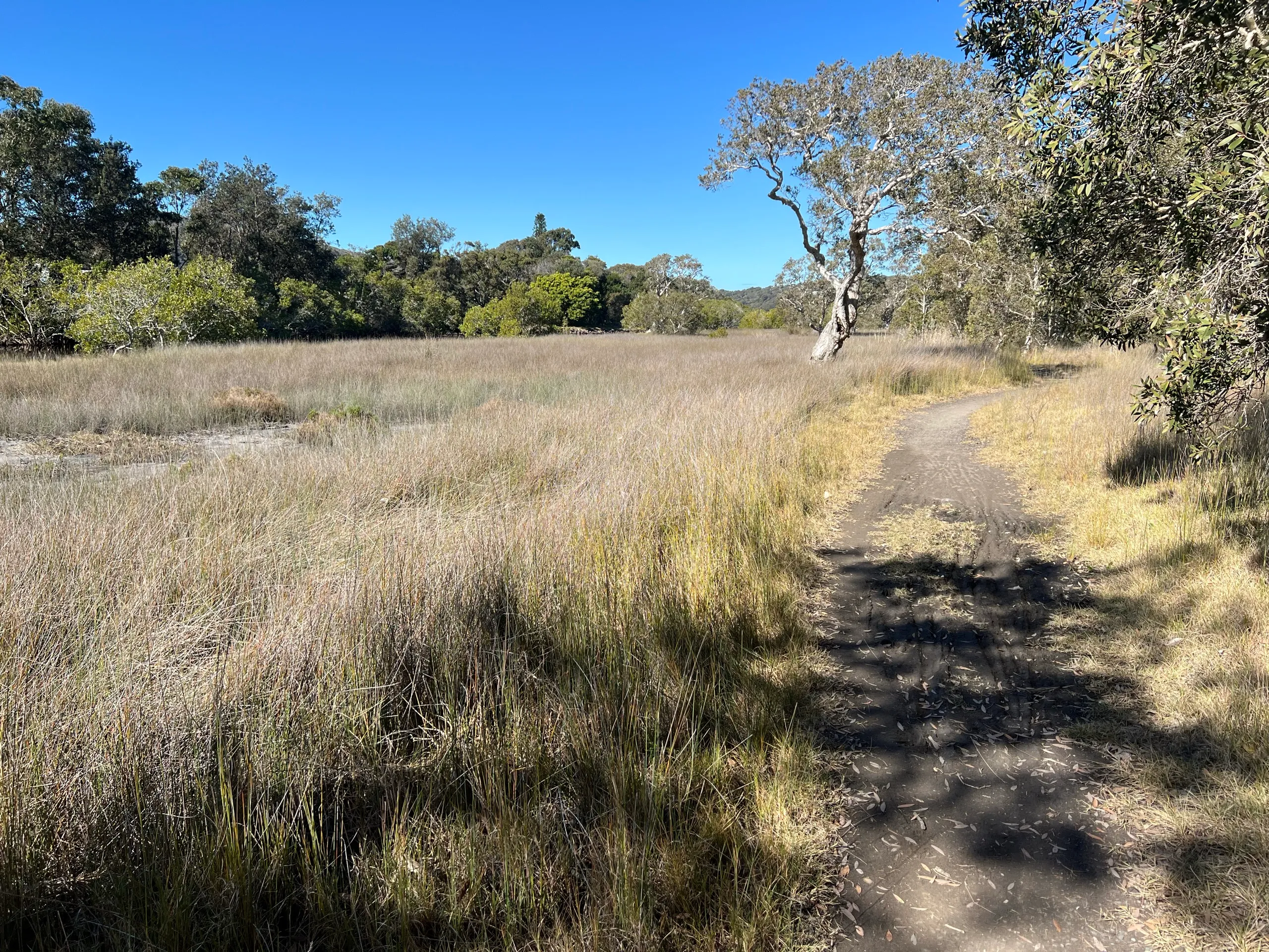 Walking trail through golden coastal heath in Hat Head National Park