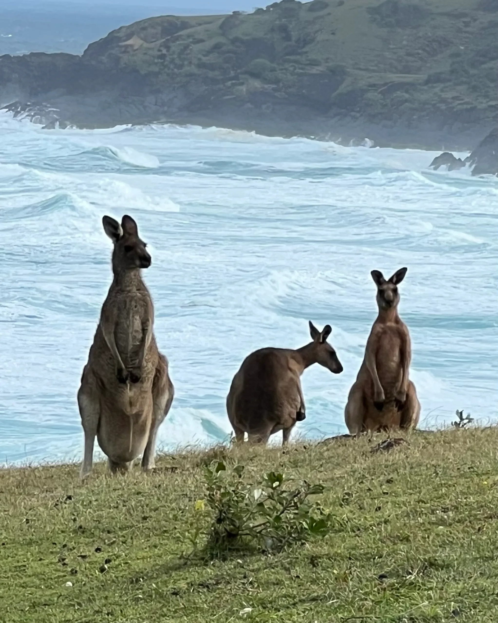 Three eastern grey kangaroos on the grassy headland above the surf at Hat Head