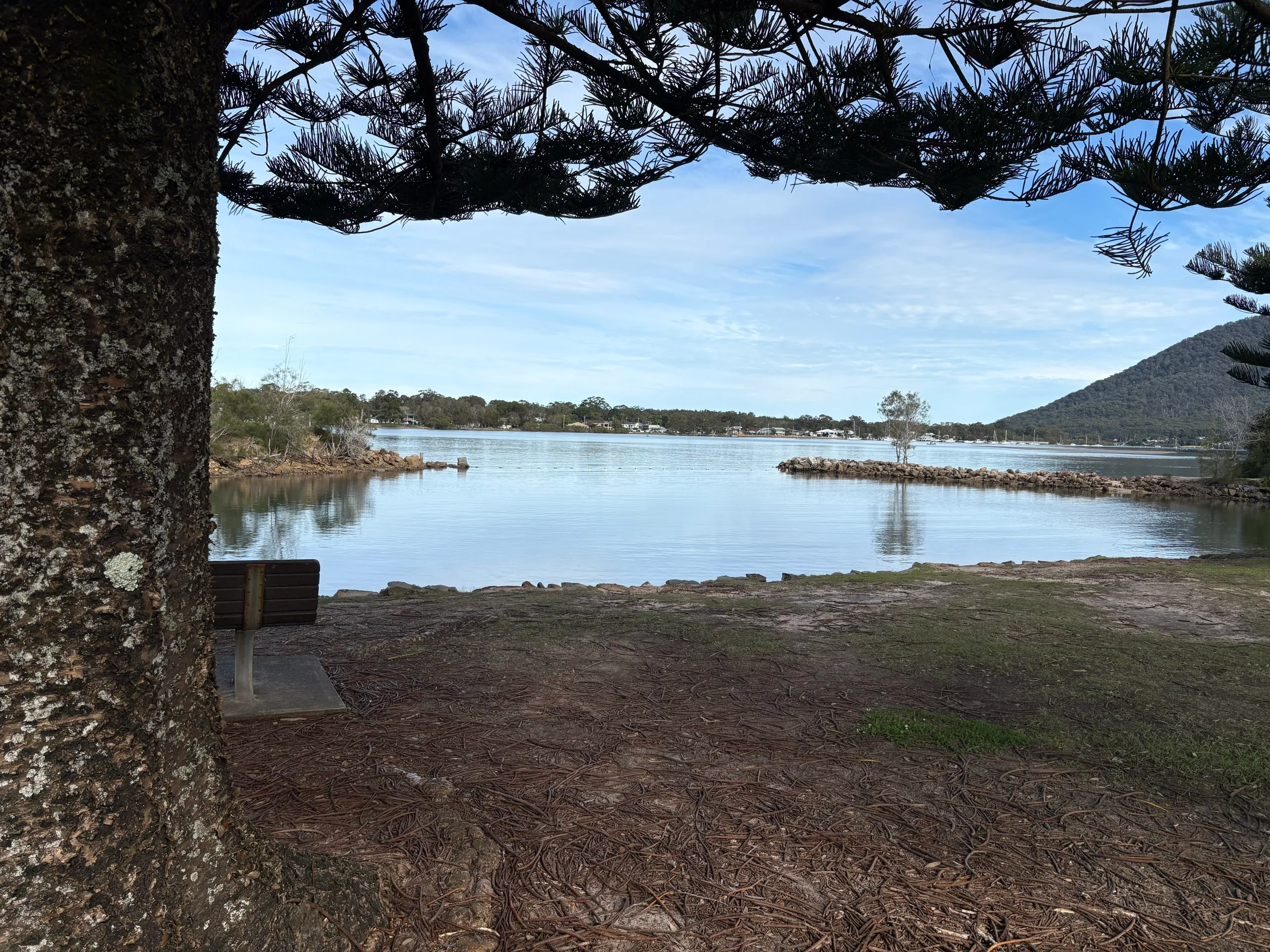 The Camden Haven River framed by a Norfolk pine and a bench at a North Haven foreshore reserve