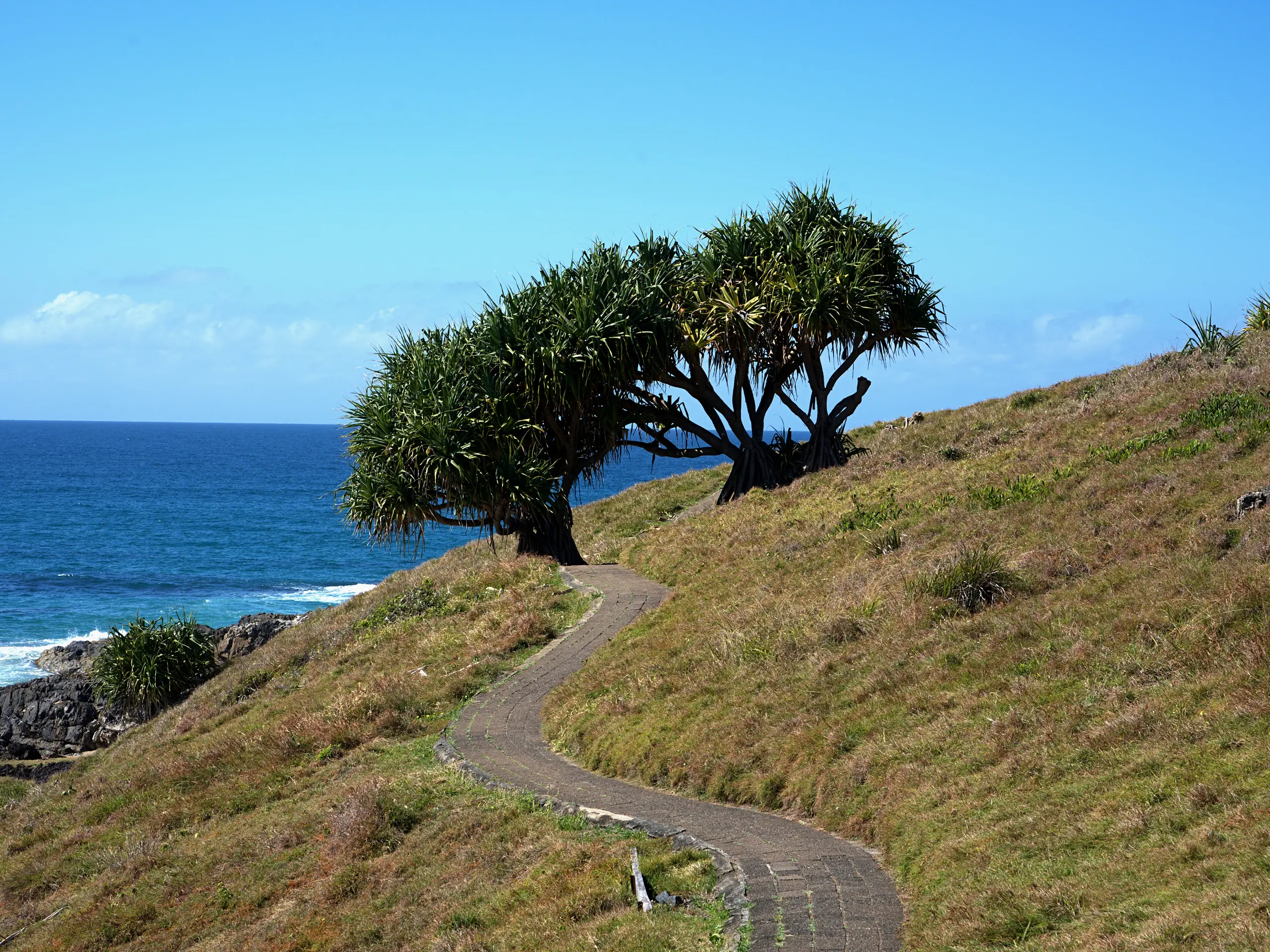 A sealed path winding over grassy Boambee Head past pandanus trees above the ocean at Sawtell