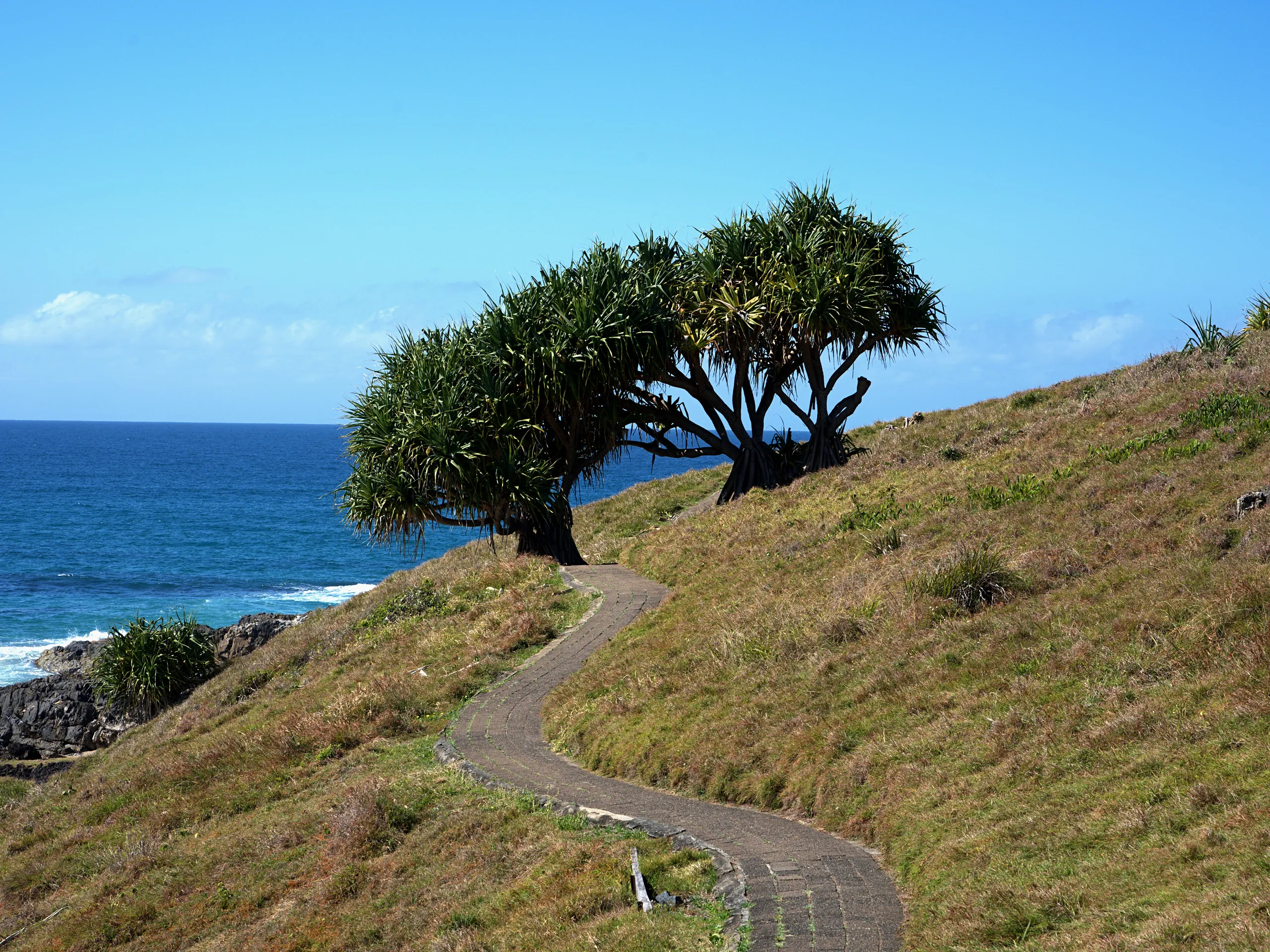 A sealed path winding over grassy Boambee Head past pandanus trees above the ocean at Sawtell