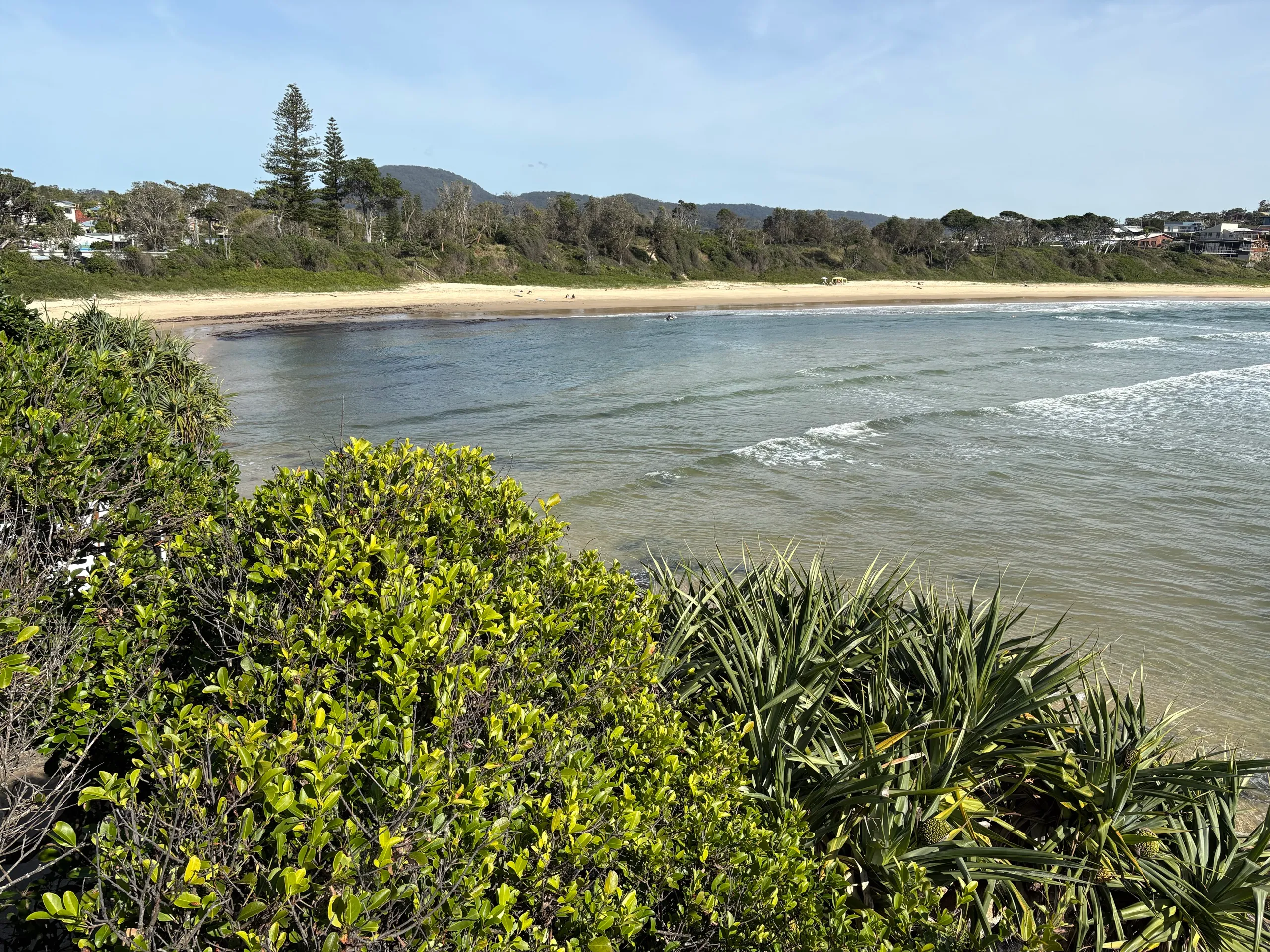 The curving bay and beach at Scotts Head seen over green headland scrub