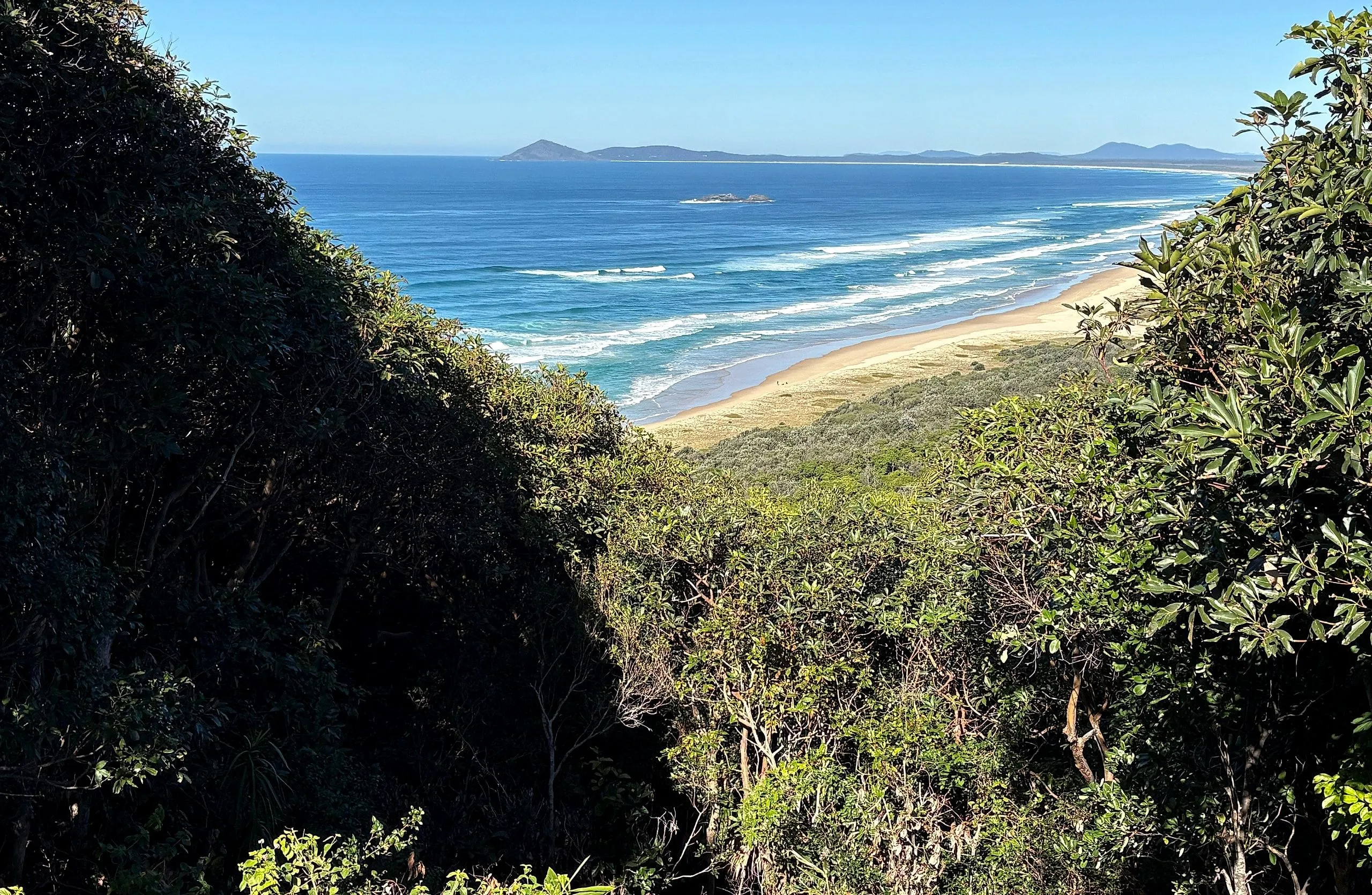 Looking south through coastal heath along an empty beach toward Hat Head