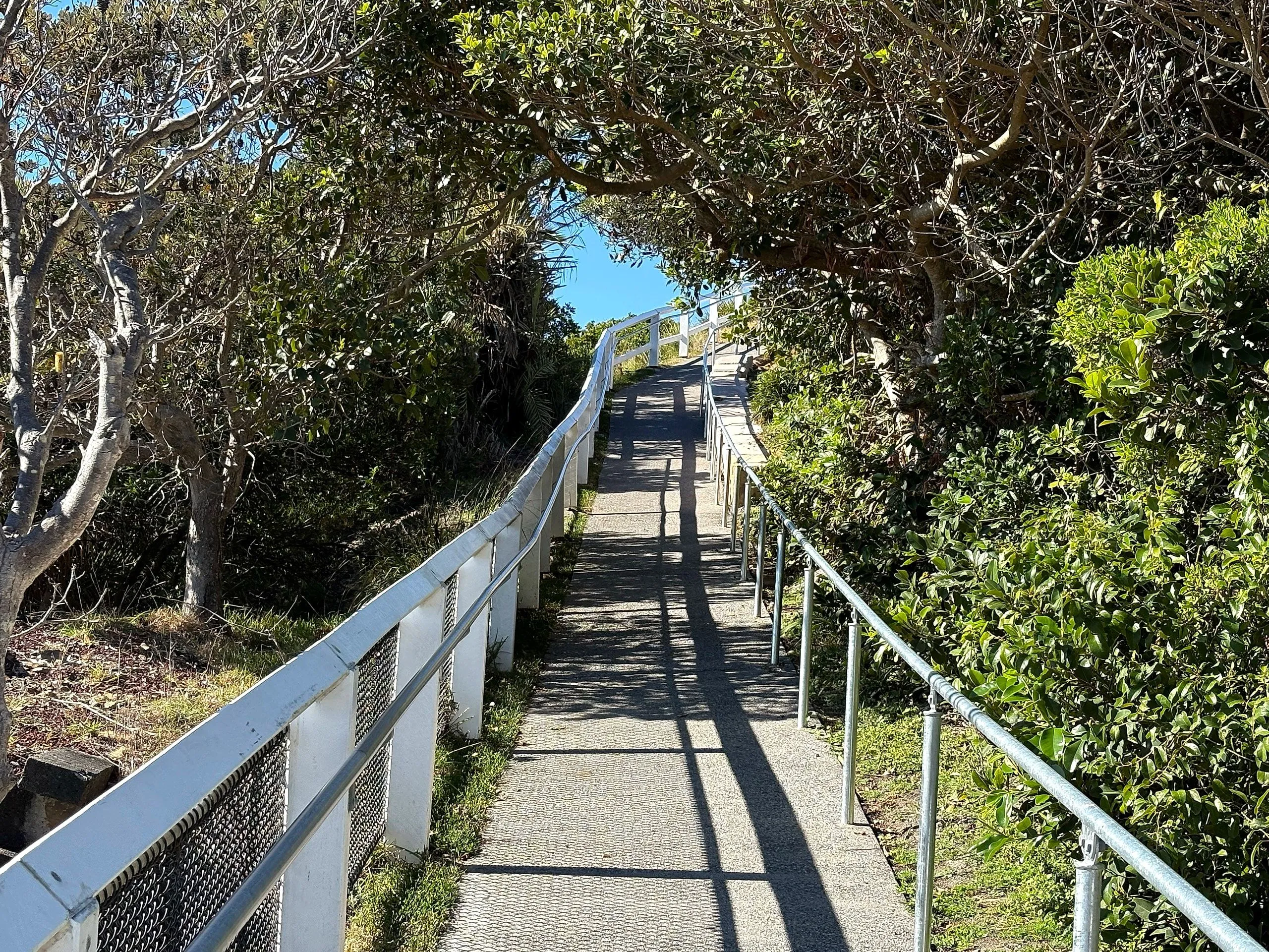 The white-railed concrete path climbing through a tunnel of wind-pruned coastal trees