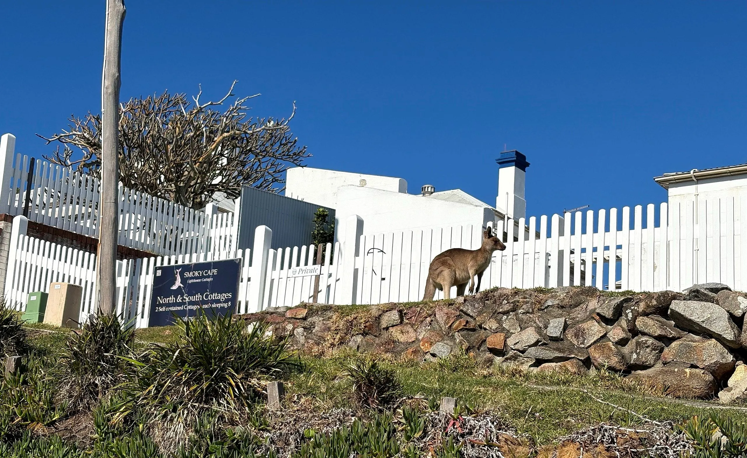An eastern grey kangaroo beside the white picket fence at the Smoky Cape cottages