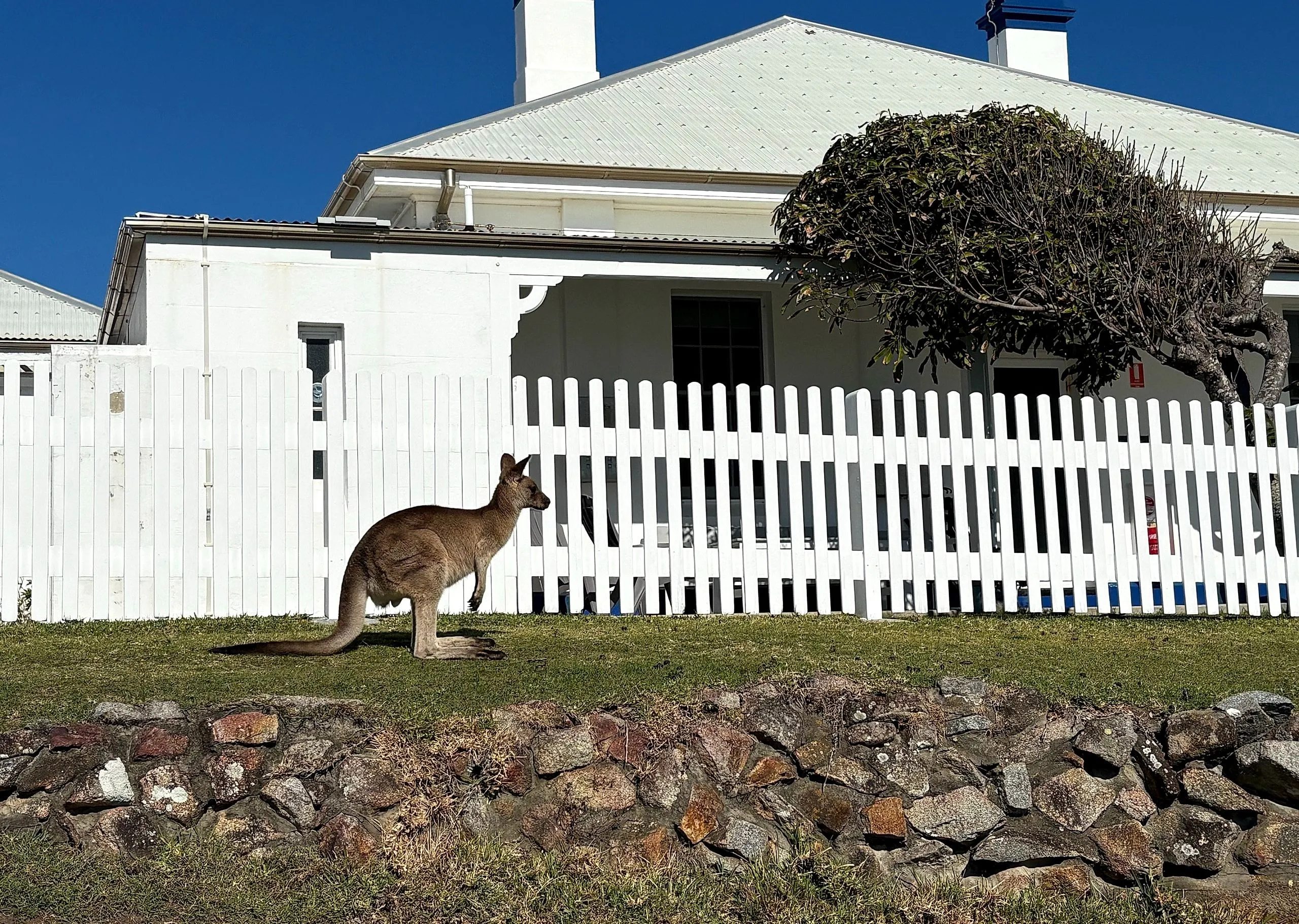 A kangaroo in profile in front of the keepers' cottage verandah