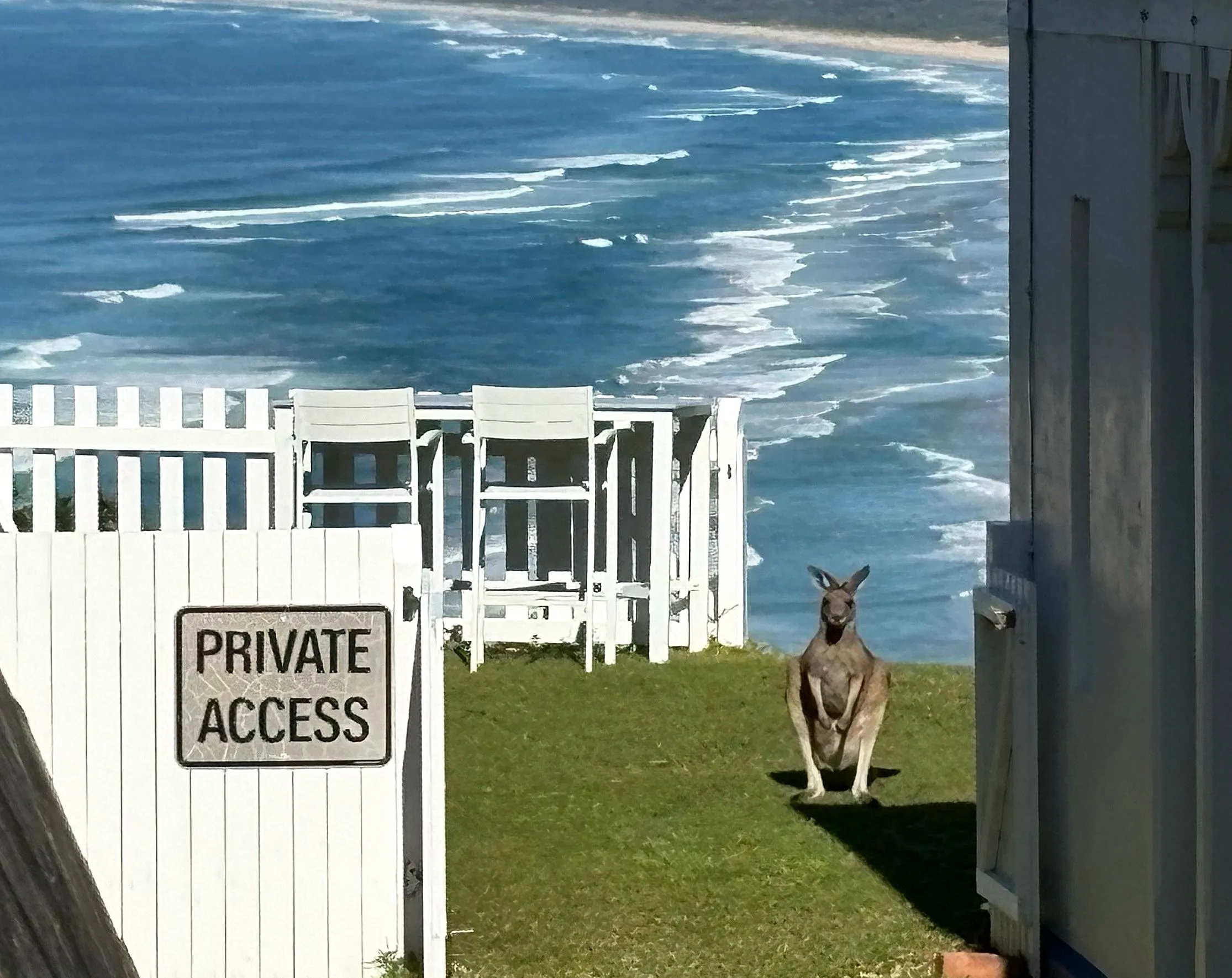 A kangaroo standing upright by a private access gate high above the surf