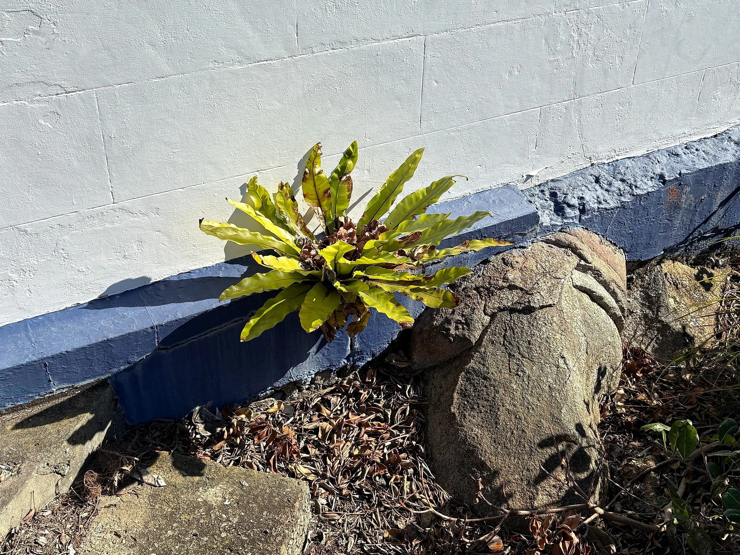 A bird's nest fern growing against the lighthouse wall