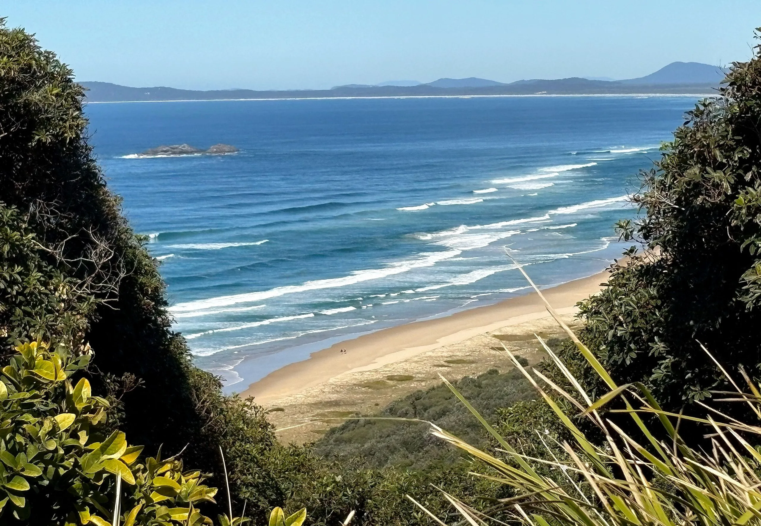 The long empty beach south of Smoky Cape through a gap in the banksias