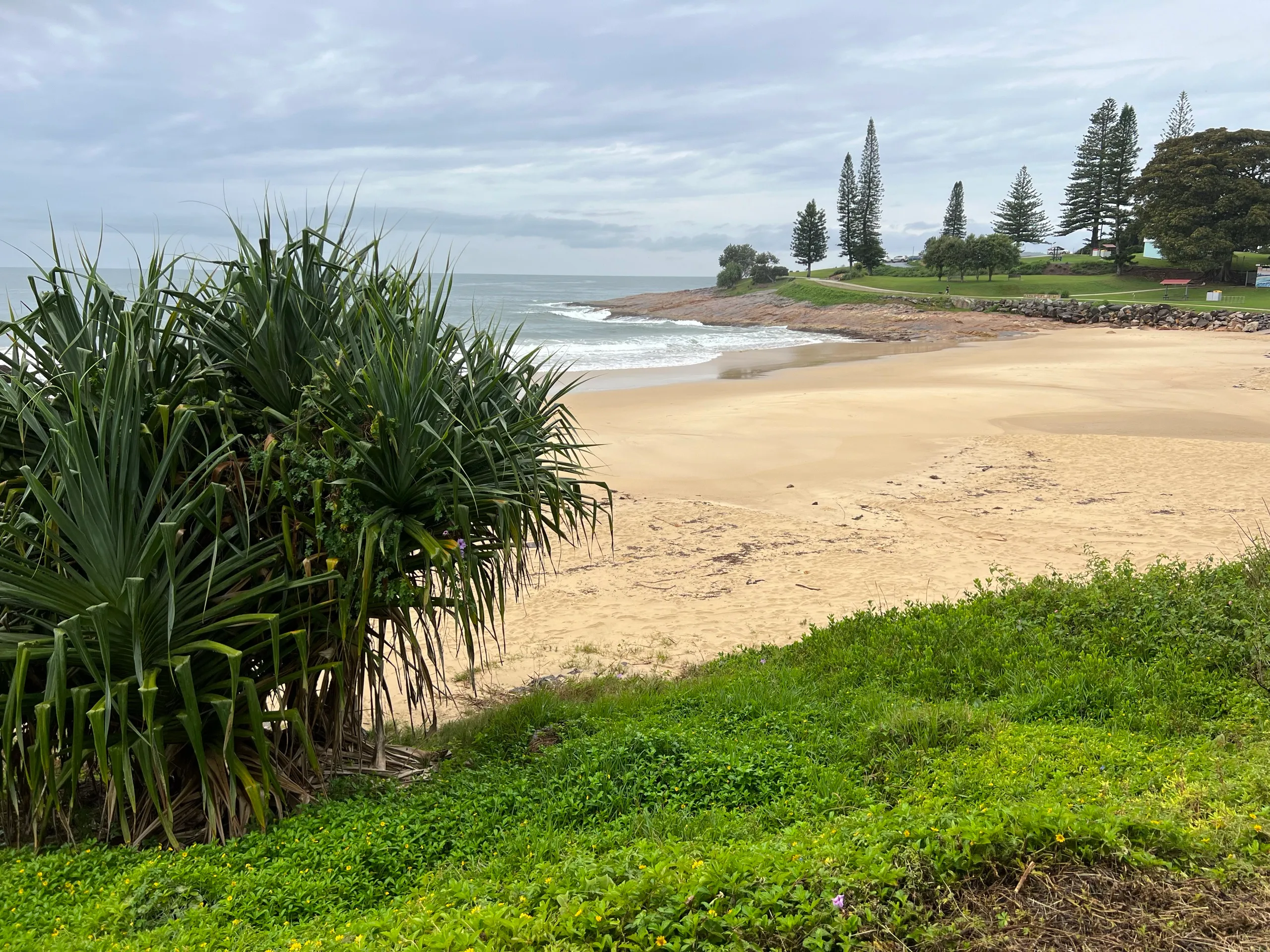 Horseshoe Bay beach framed by pandanus and Norfolk pines at South West Rocks