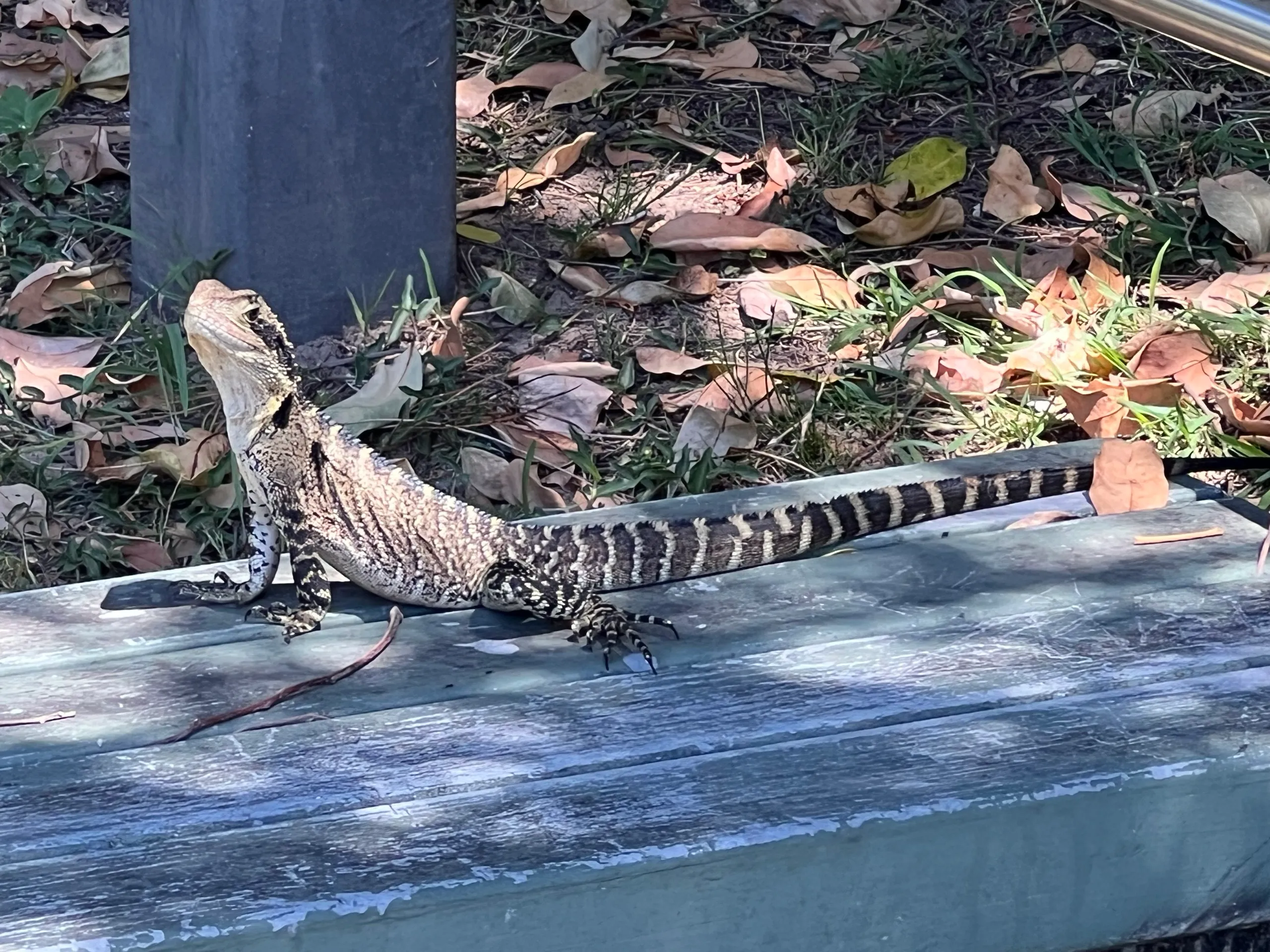 An eastern water dragon resting on a boardwalk at South West Rocks