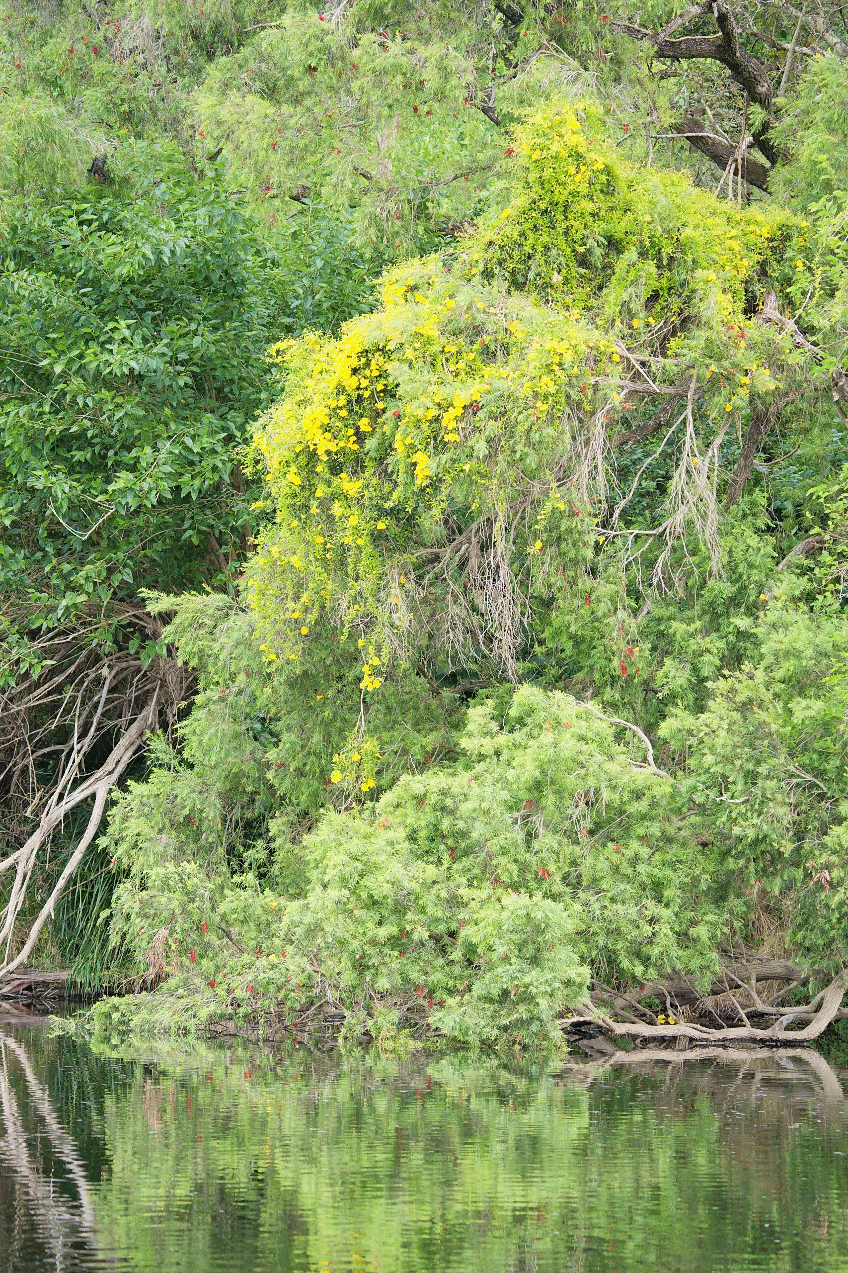 The far bank of the Macleay River at Temagog, with a yellow-flowered vine climbing over the trees, red bottlebrush flowering below it and the whole bank reflected in the water
