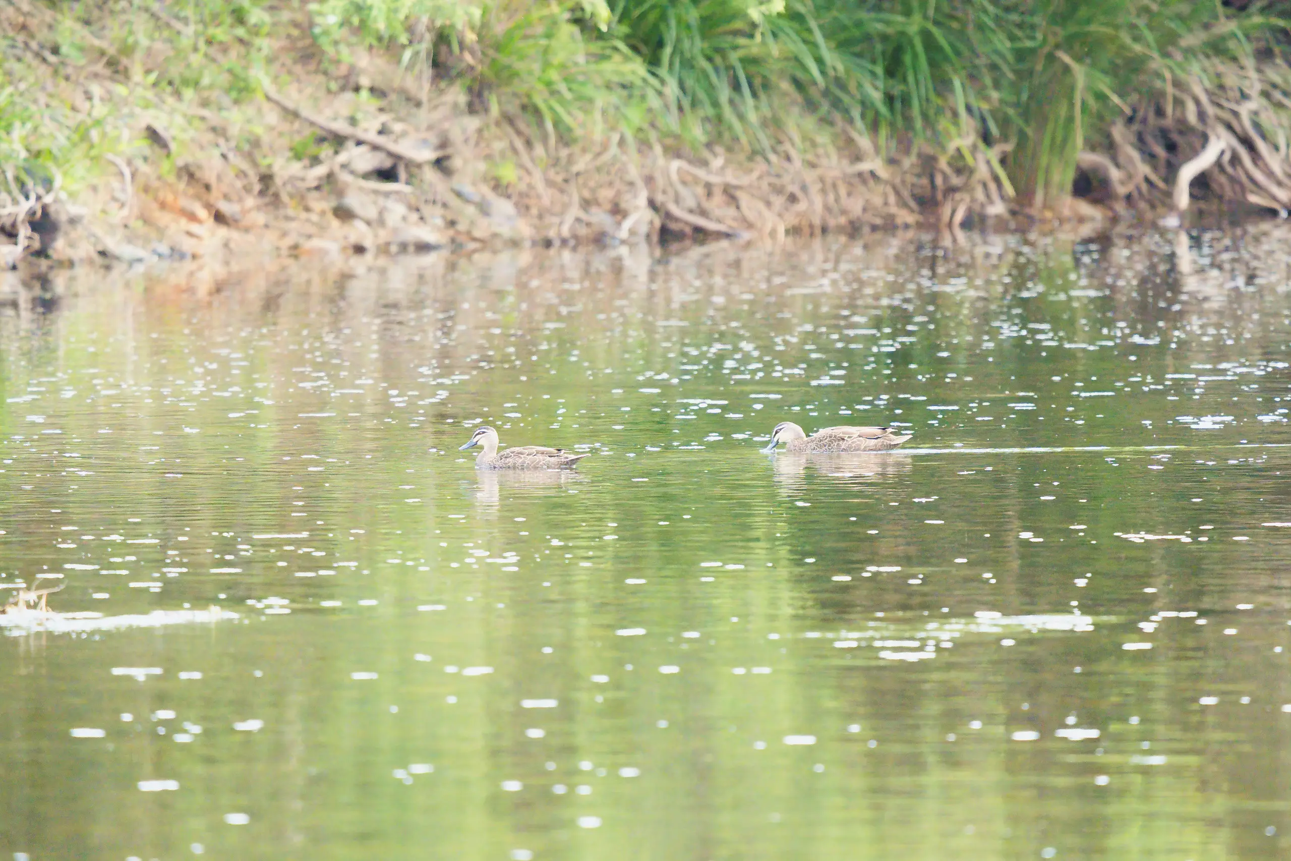 Two Pacific black ducks swimming on the Macleay River below a grassy bank