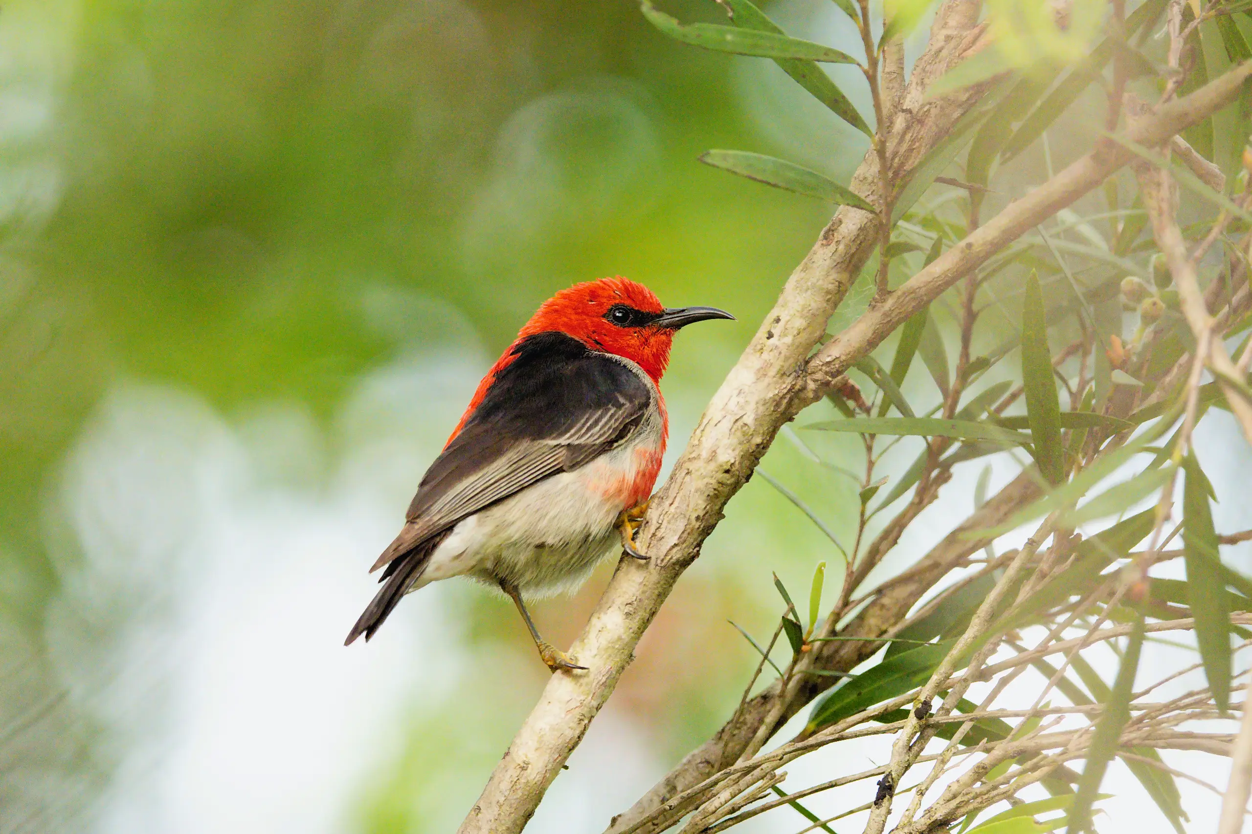 Birdwatching at Temagog Bridge: a spring morning on the Macleay River