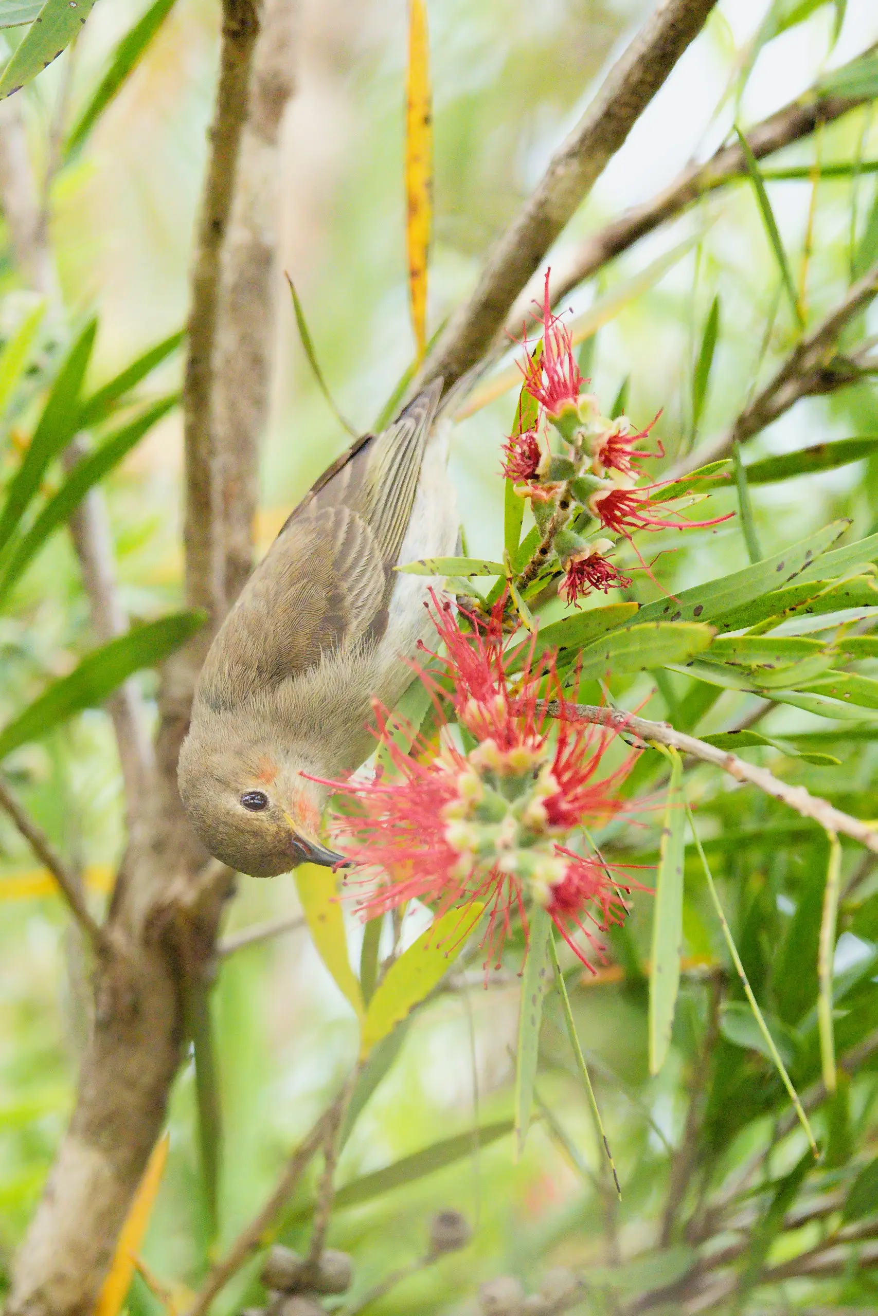 A female scarlet honeyeater, plain brown with a faint red wash on the chin, hanging upside down to feed at a red bottlebrush flower