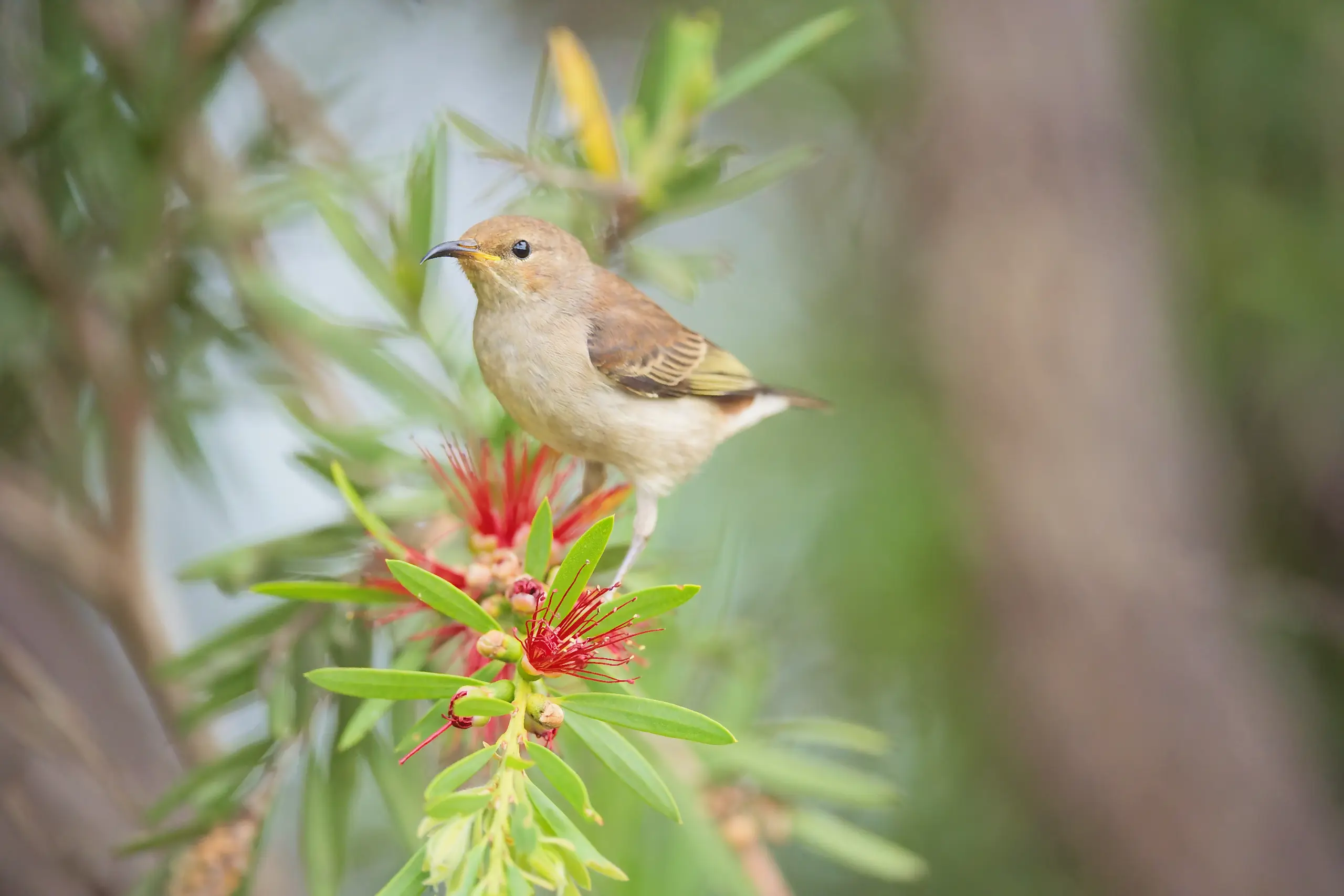 A young honeyeater with plain brown feathers and bright yellow corners to its bill, perched on top of a red bottlebrush flower spike