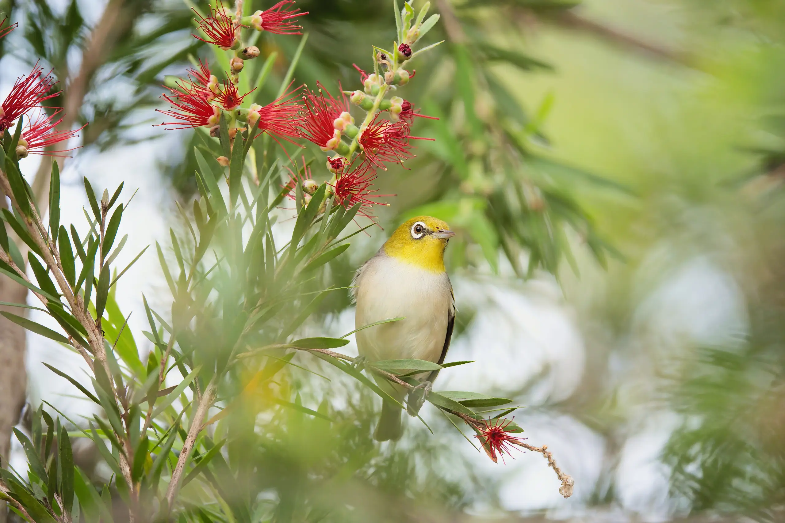 A silvereye with a yellow-green head, white eye-ring and pale breast, perched among red bottlebrush flowers