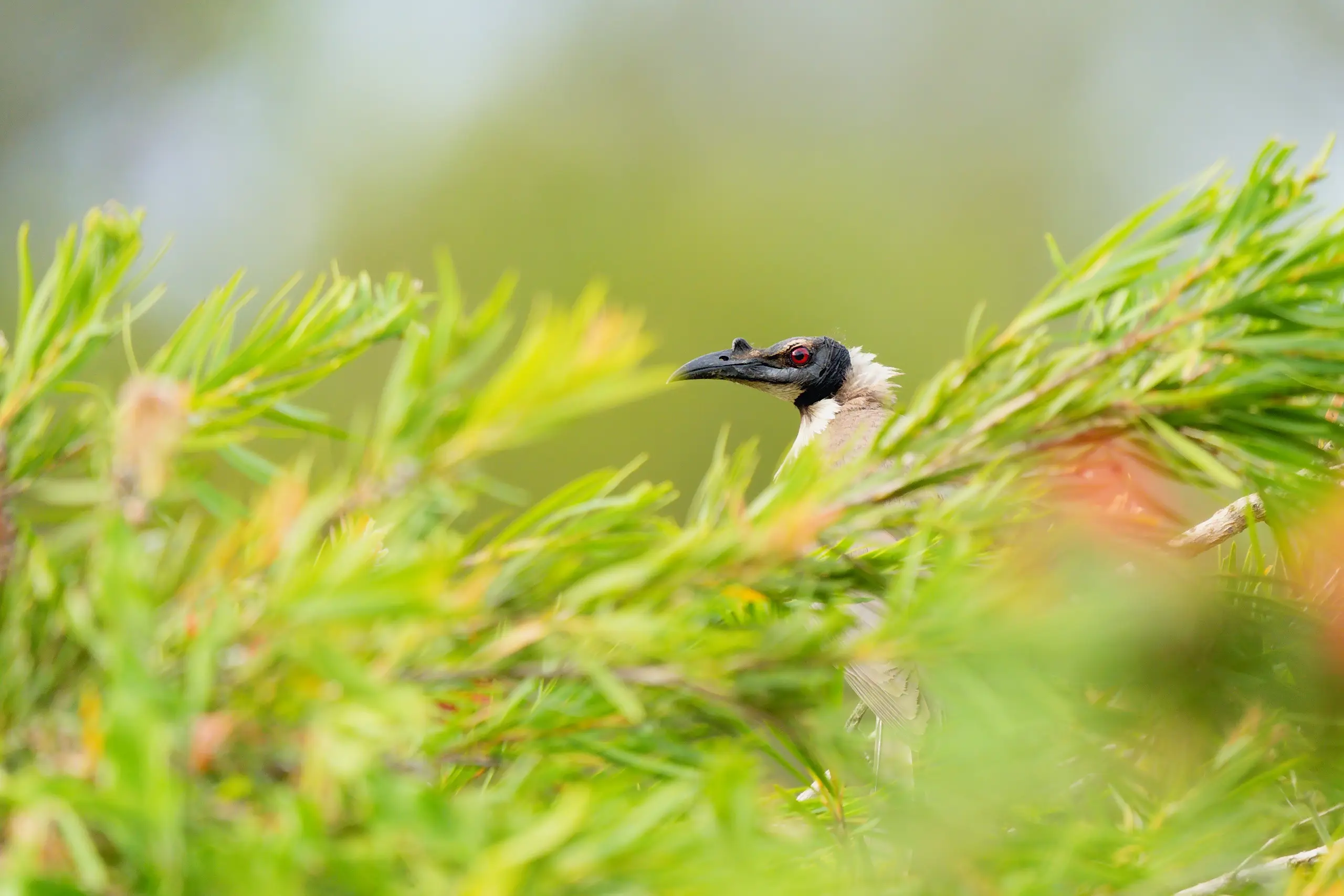 The bare black head and red eye of a noisy friarbird showing over the top of a bottlebrush, with the rest of the bird hidden in the leaves
