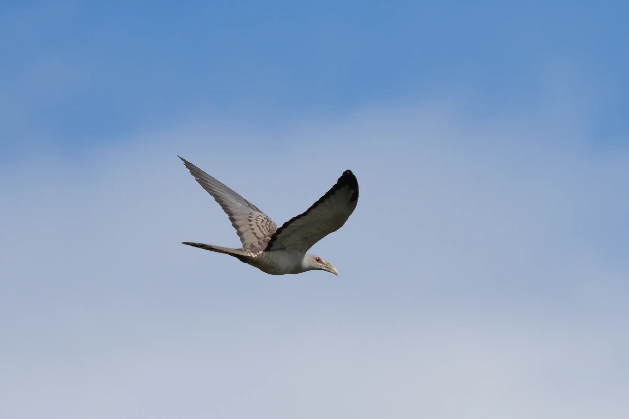A channel-billed cuckoo flying across a blue sky, grey with a long tail and a huge pale bill