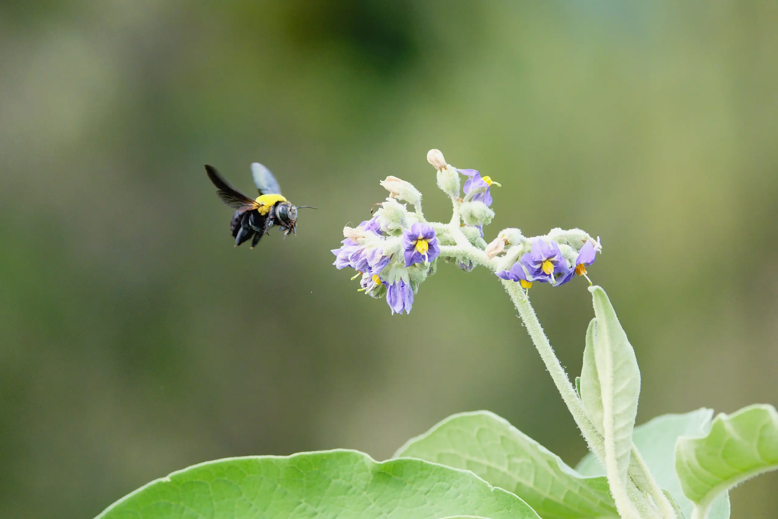 A black carpenter bee with a yellow band across its thorax, flying in towards a cluster of purple flowers with pale, furry leaves