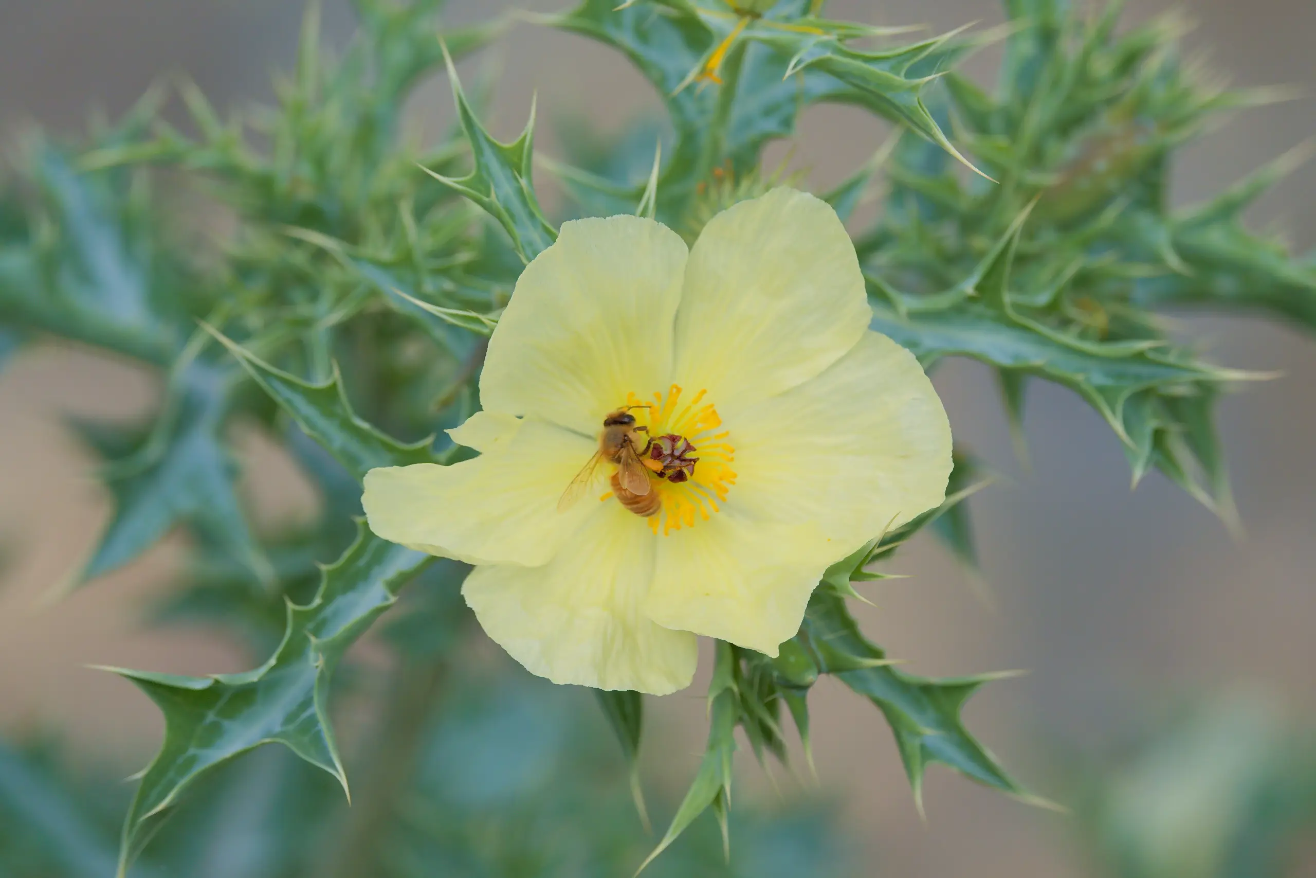A honey bee with pollen on its back legs inside a pale yellow Mexican poppy, surrounded by prickly blue-green leaves