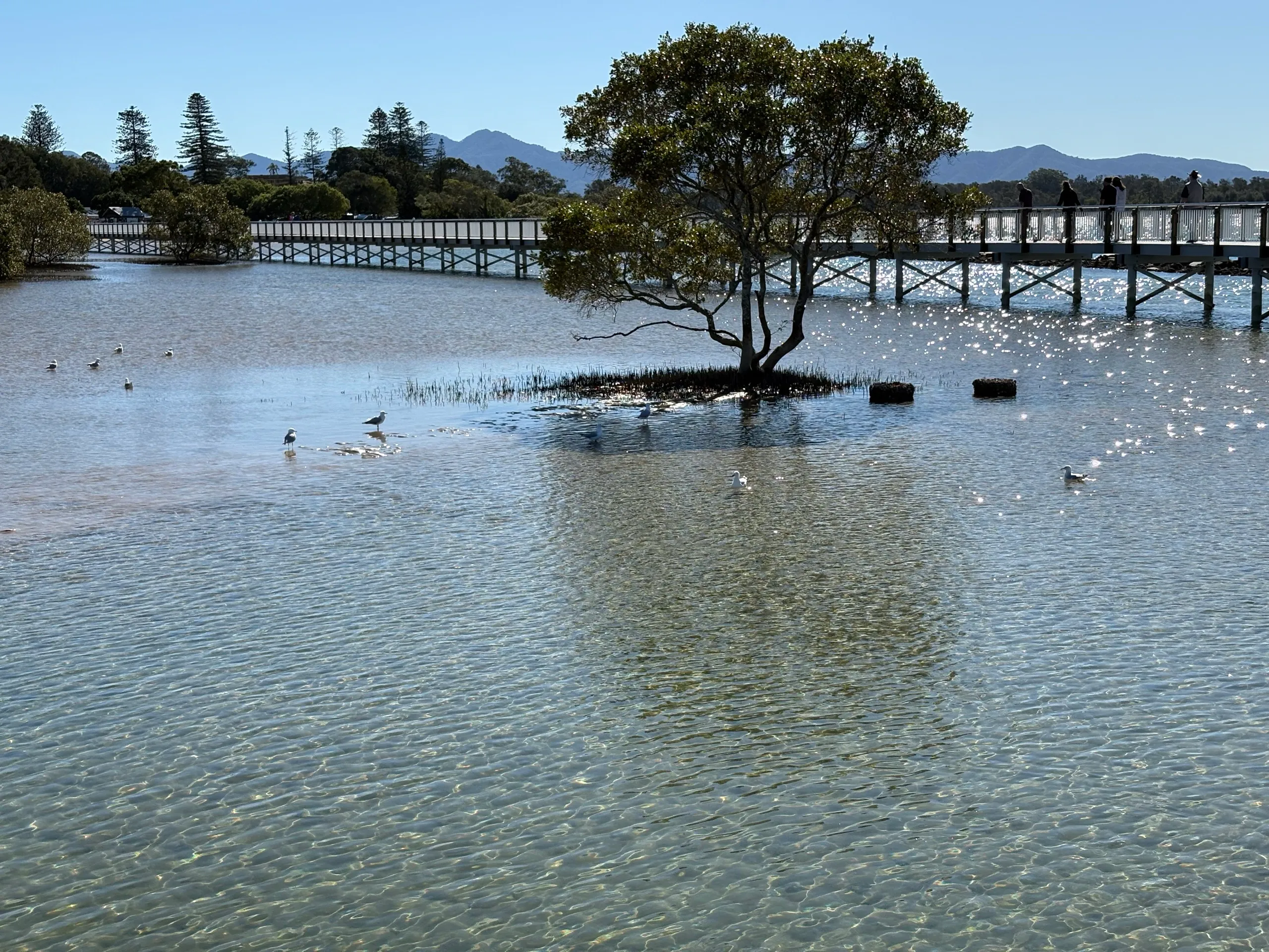 Seabirds and a lone mangrove in the clear shallow water of the Urunga lagoon, with the boardwalk and mountains behind