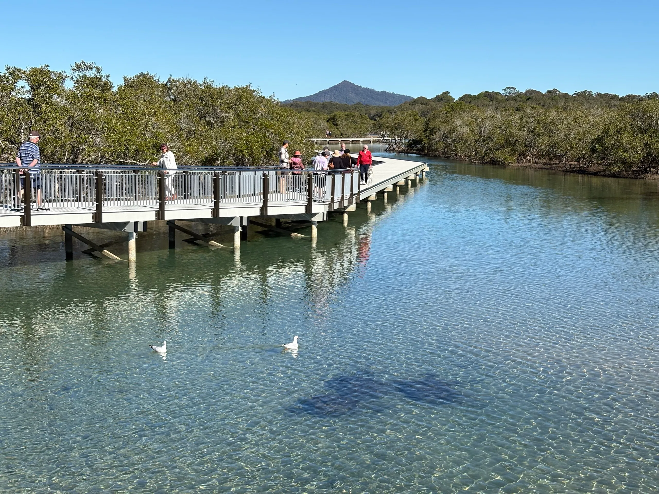 Walkers on a viewing platform on the Urunga Boardwalk over clear water, with a peak in the distance